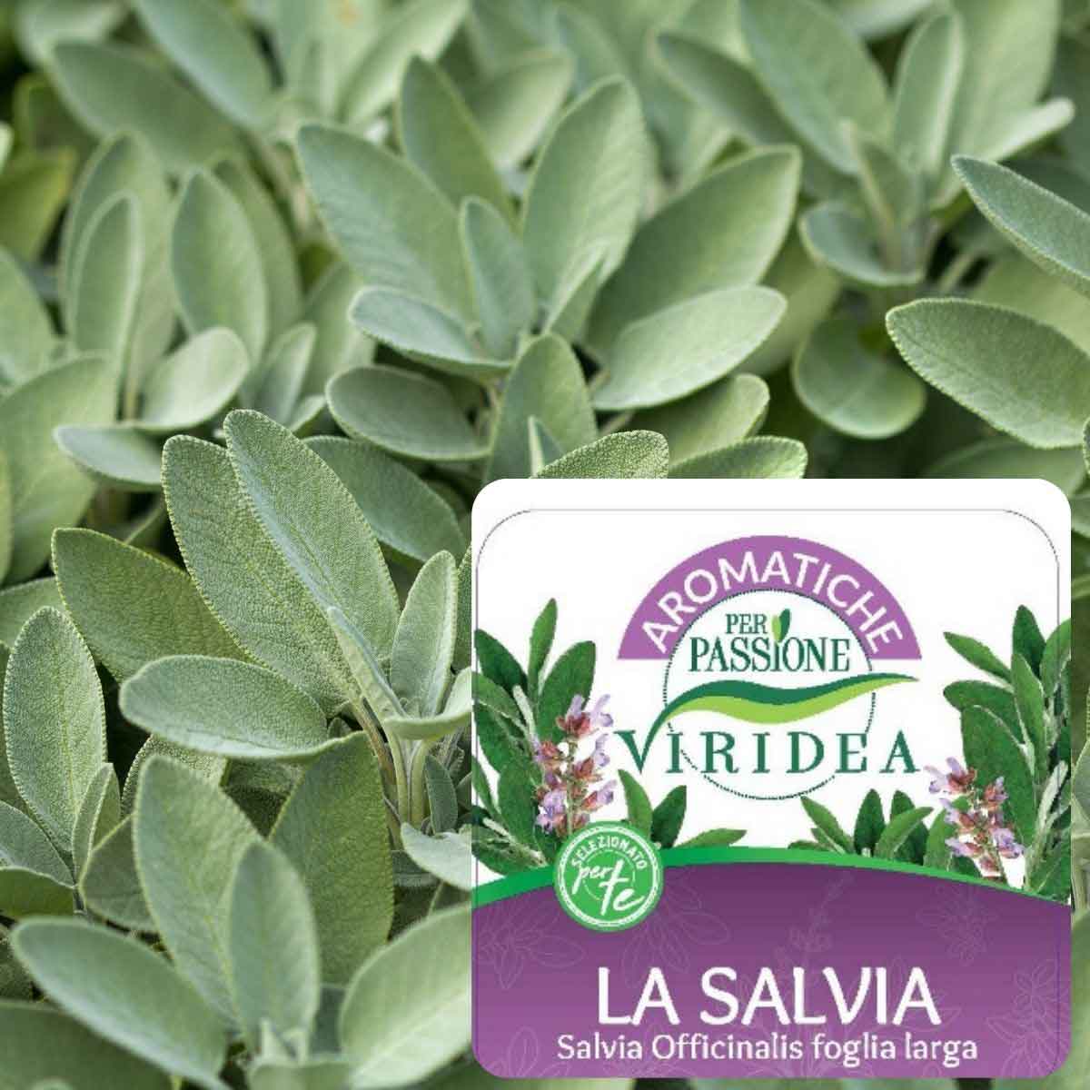 Aromatiche per Passione – Salvia a foglia larga