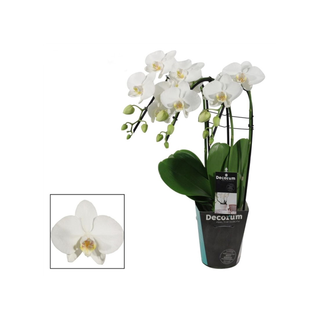 Orchidea Phalaenopsis Triple Cascade
