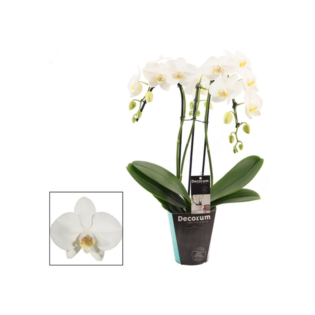 Orchidea Phalaenopsis Umbrella