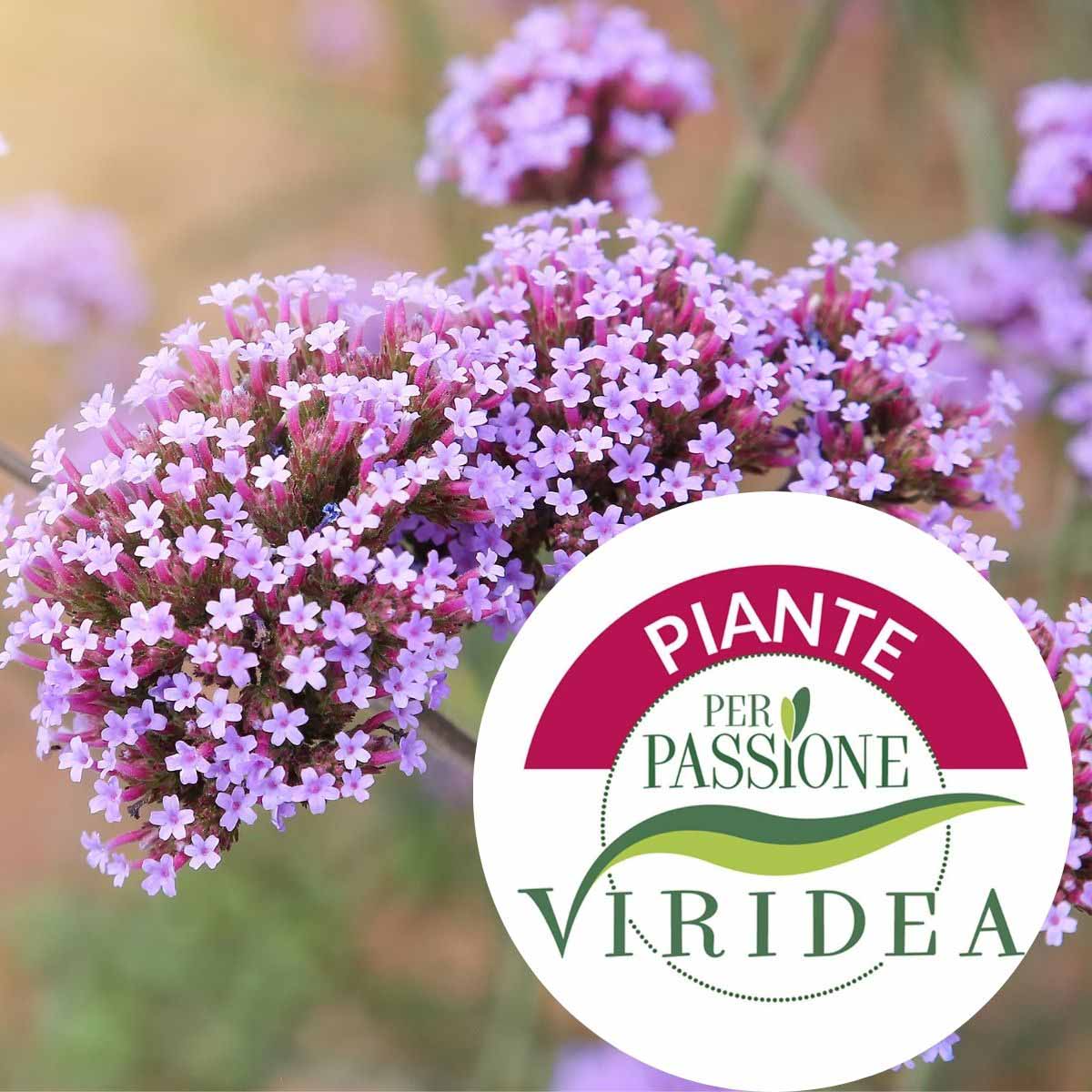 Linea Piante per Passione – Verbena in varietà