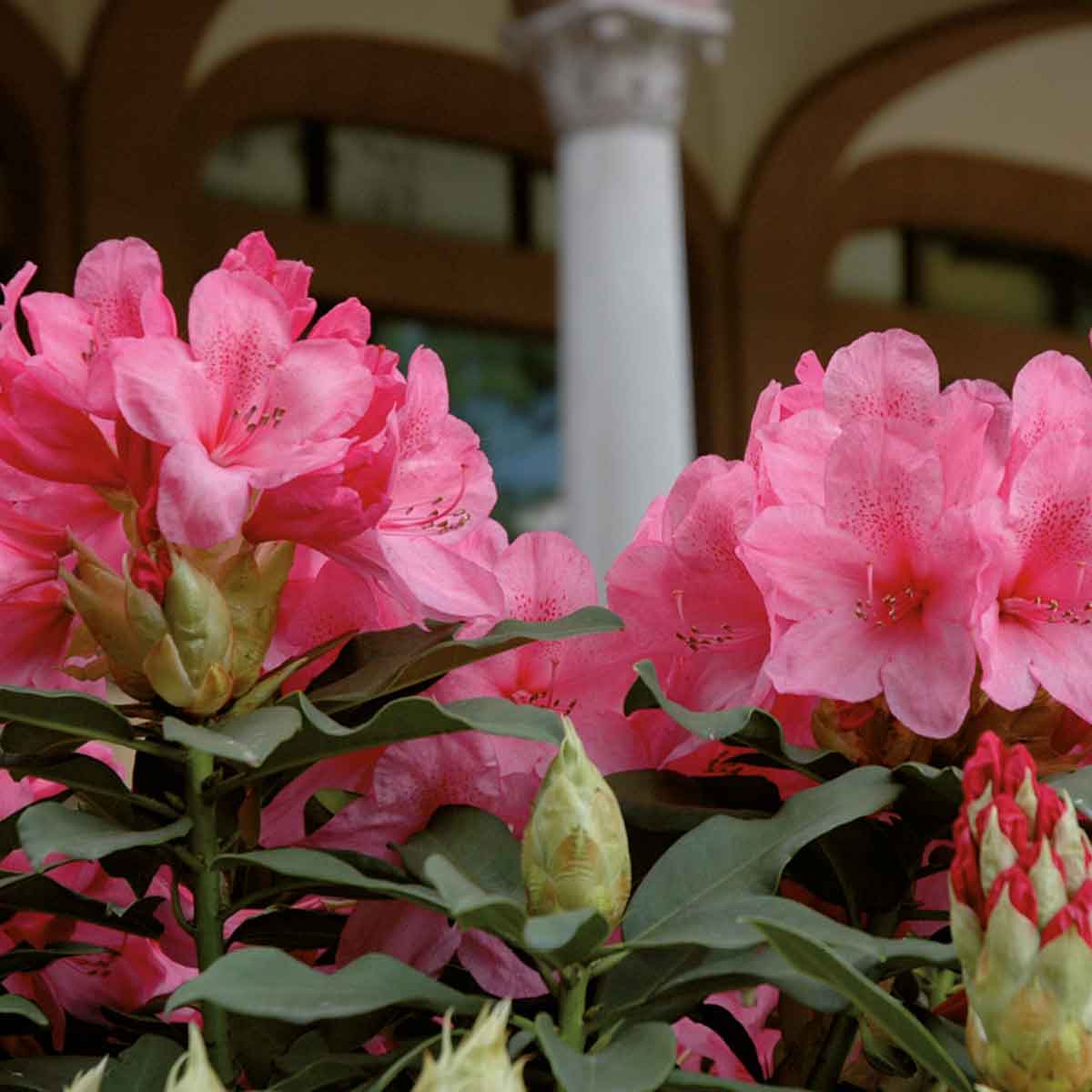 Rododendro Ibrido