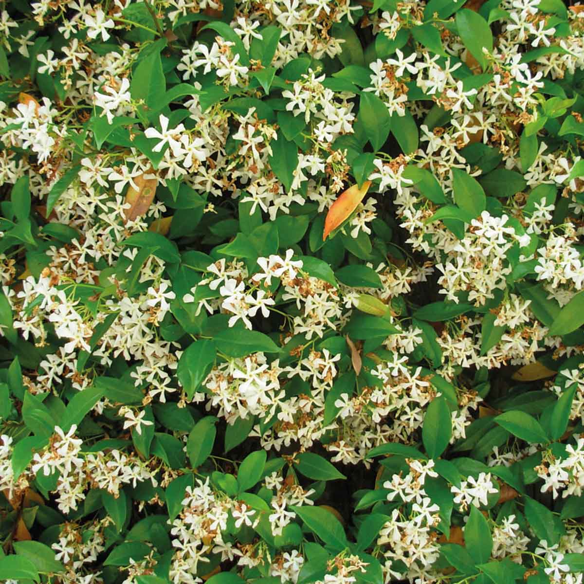 Rhyncospermum Jasminoides