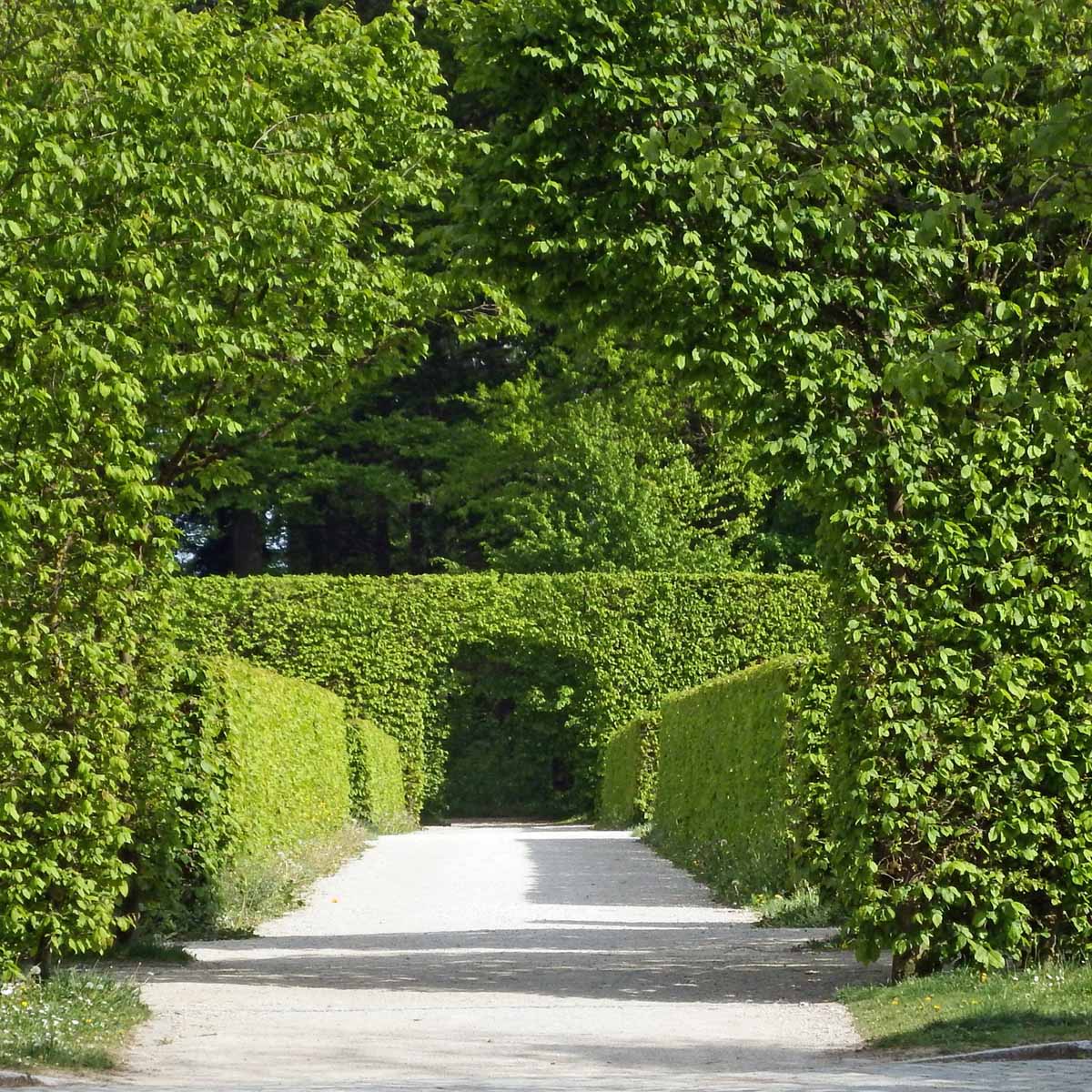 Come avere più silenzio e più natura con la siepe