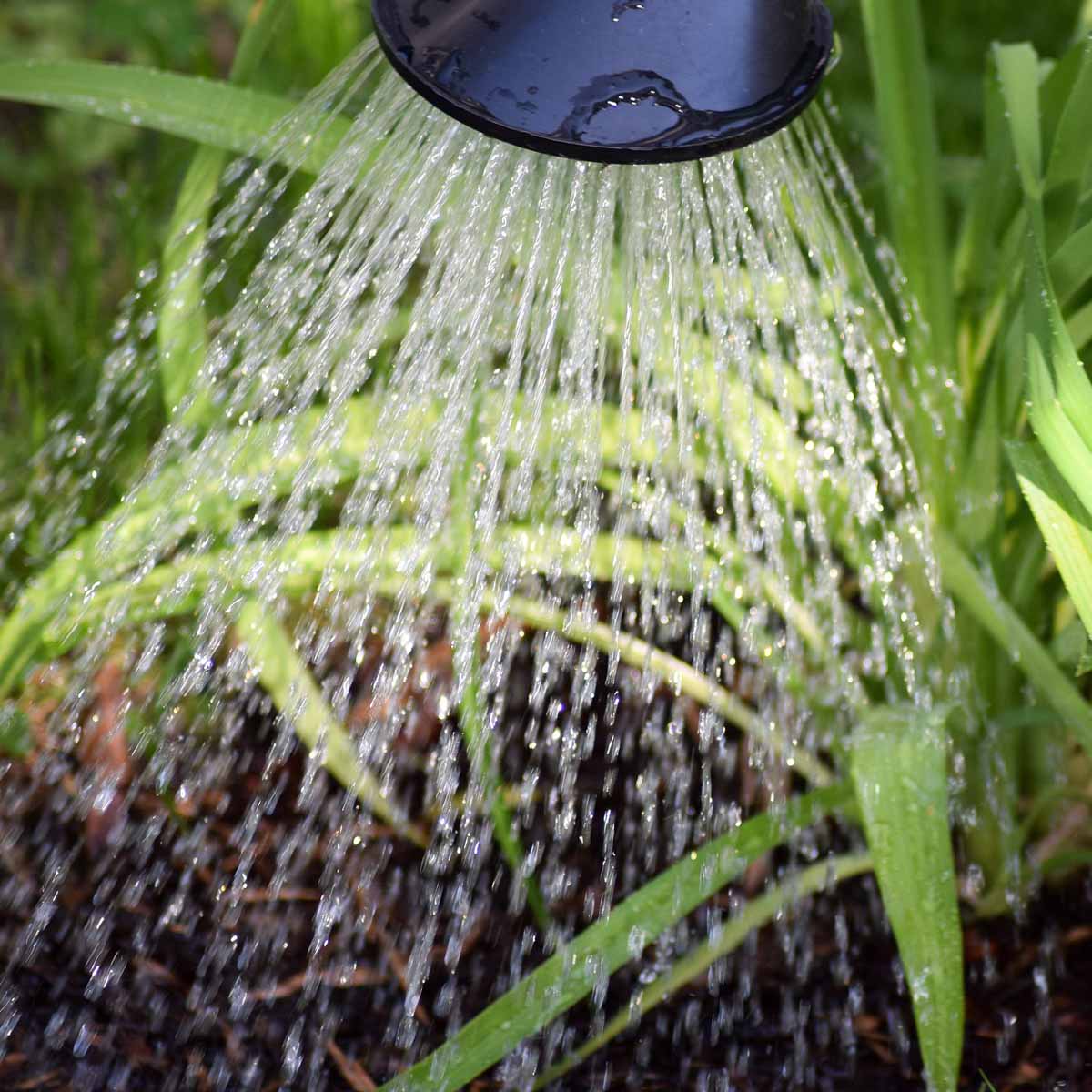 Ecogardening e irrigazione: Come dire no agli sprechi