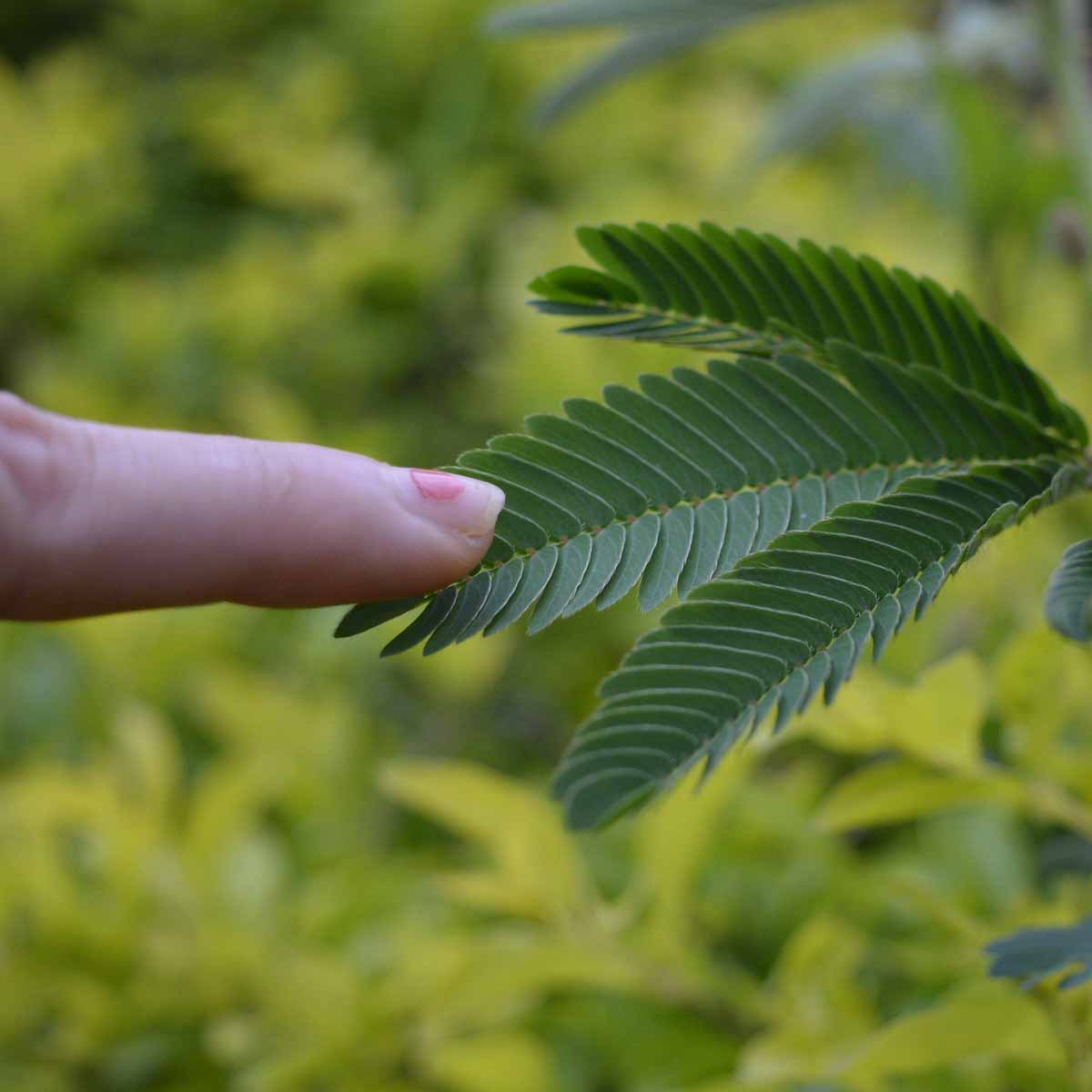 Mimosa Sensitiva o Mimosa Pudica