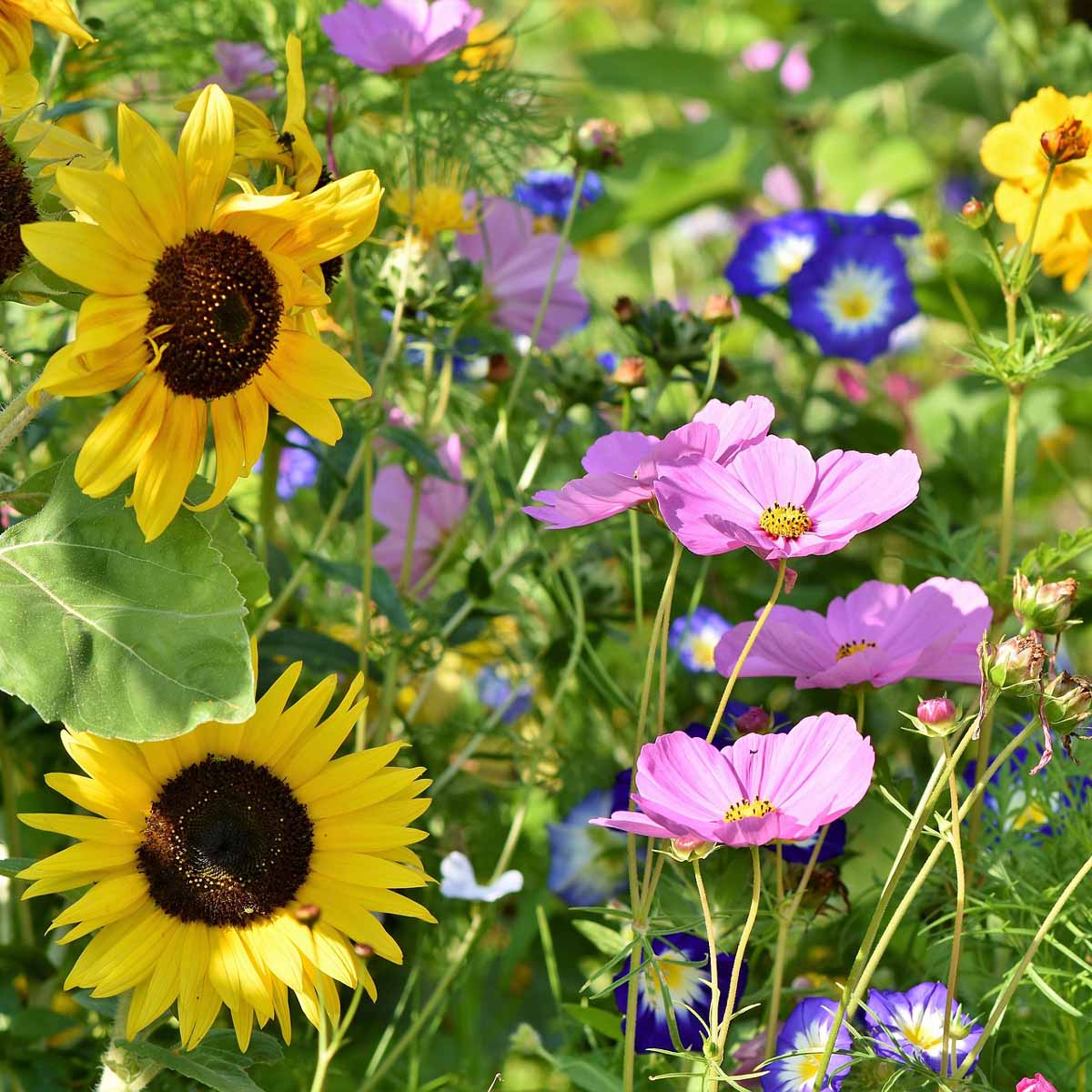 Slow gardening: rallentare e osservare per stare meglio