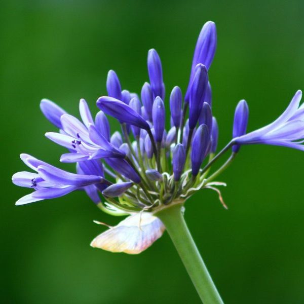 3 piante da fiore che hanno bisogno di poca acqua