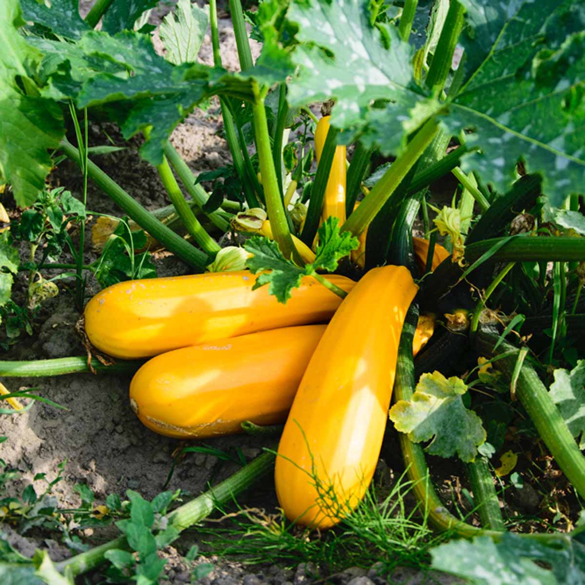10 ottime ragioni per coltivare un orto