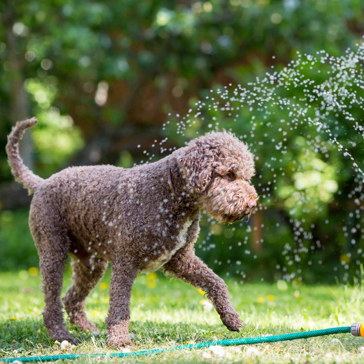 8 regole per regalare a cani e gatti uno spazio perfetto!