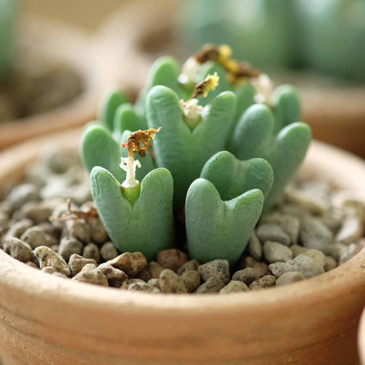 Le mini piante grasse: una soluzione senza problemi