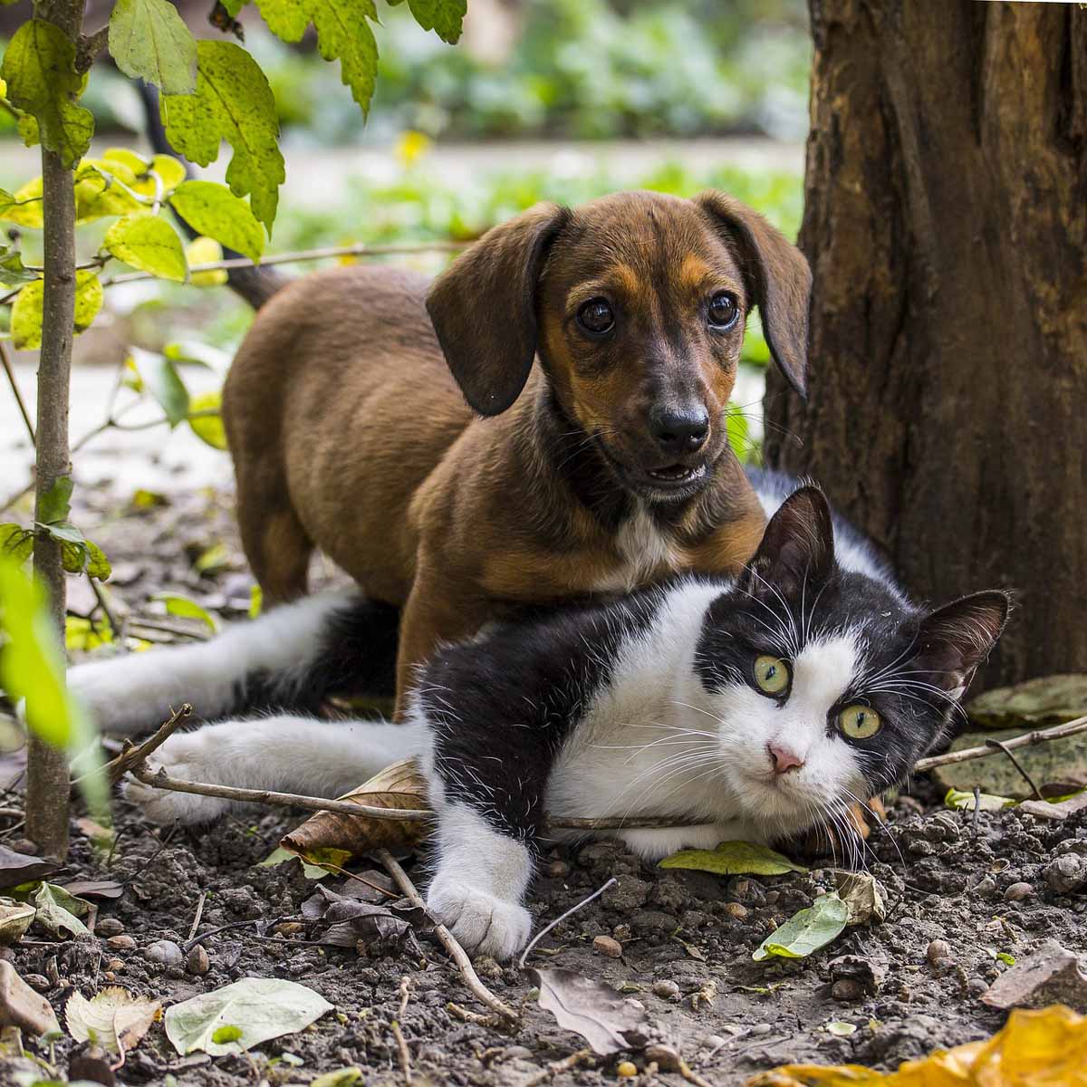 Pet gardening: il verde sicuro per uomini, cani e gatti