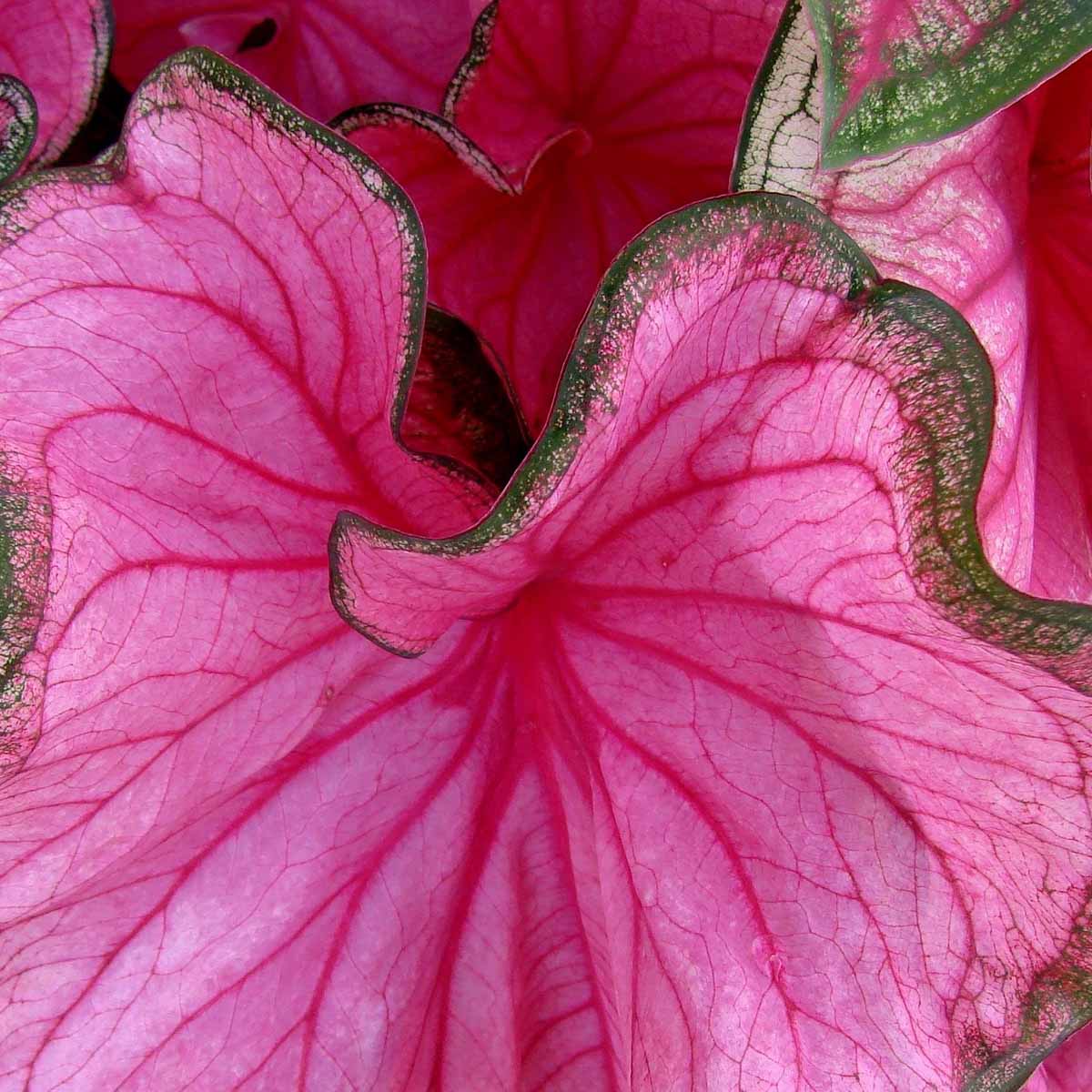 Caladium