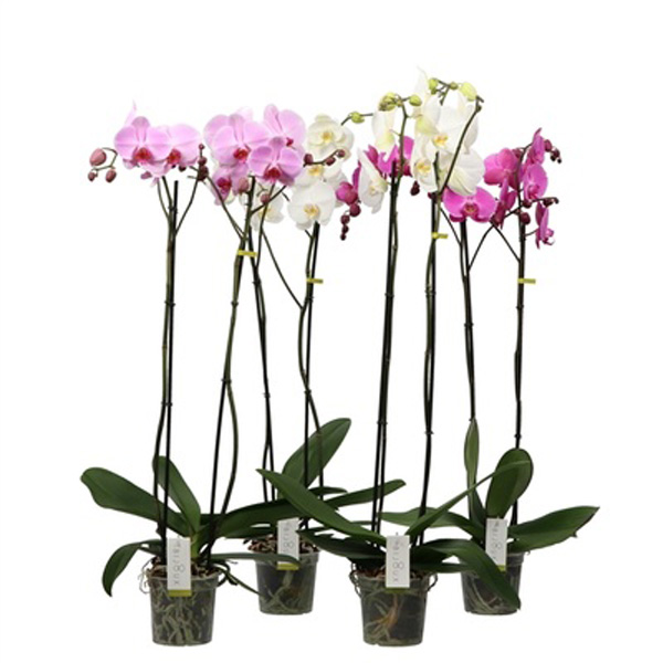 Orchidea Phalaenopsis in varietà a 2 rami