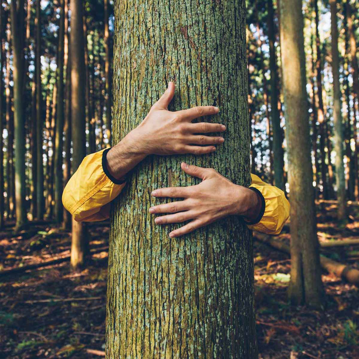 Alla scoperta del forest bathing, il benessere nei boschi autunnali