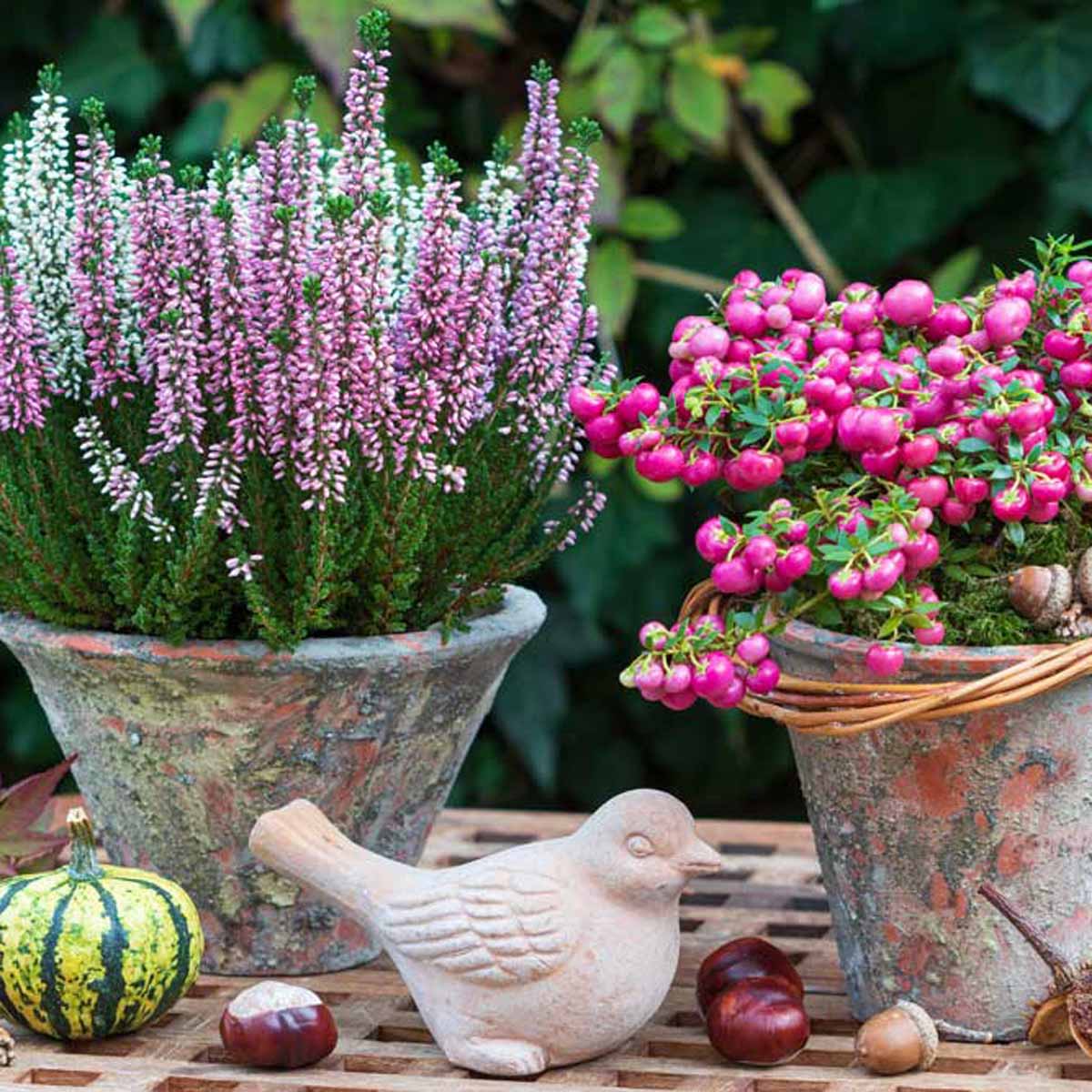 Autunno, terrazzi e giardini in fiore…