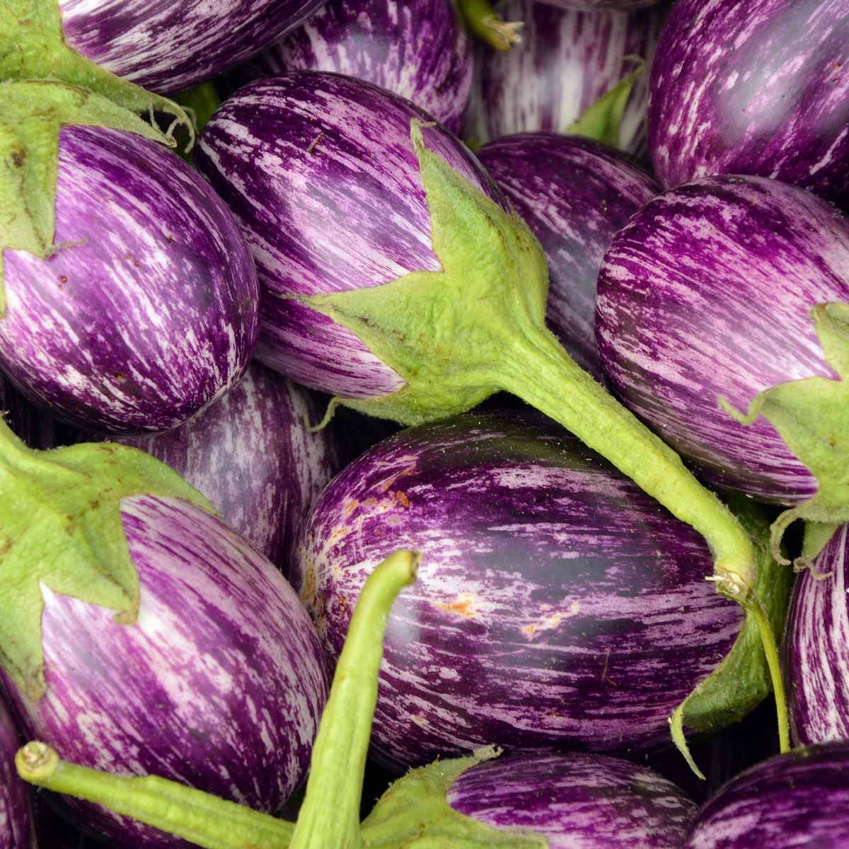 Melanzane in varietà in vaso diametro 10cm