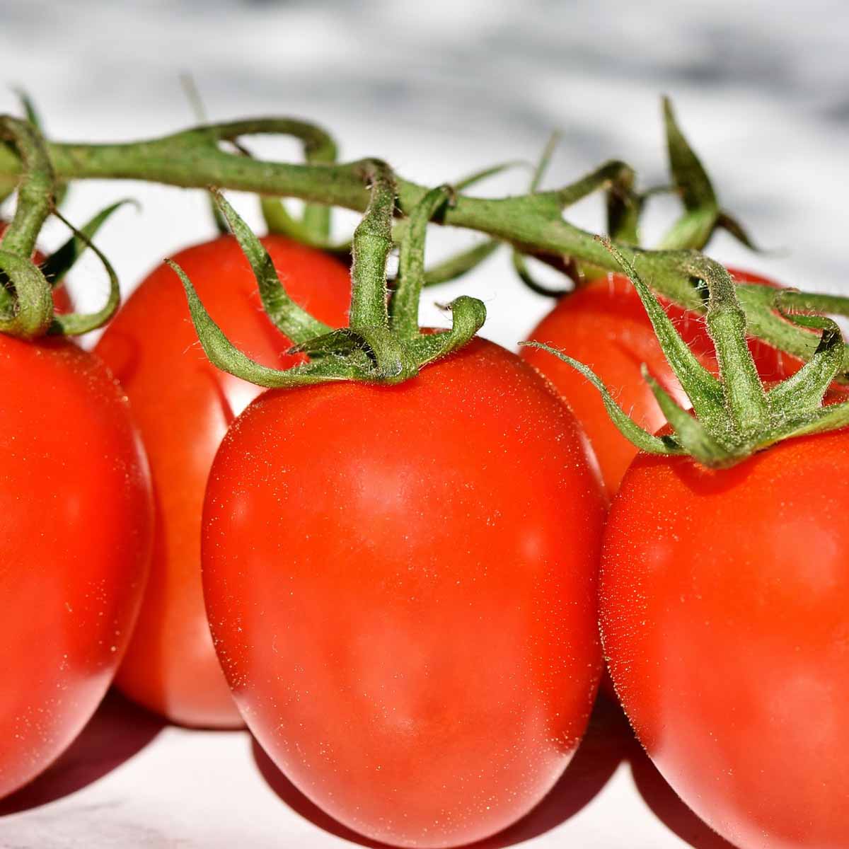 Pomodori in varietà in vaso diametro 10cm