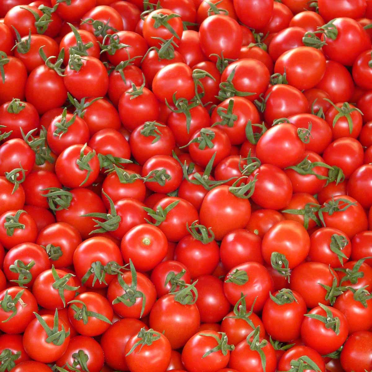 Pomodori innestati in varietà in vaso diametro 14cm