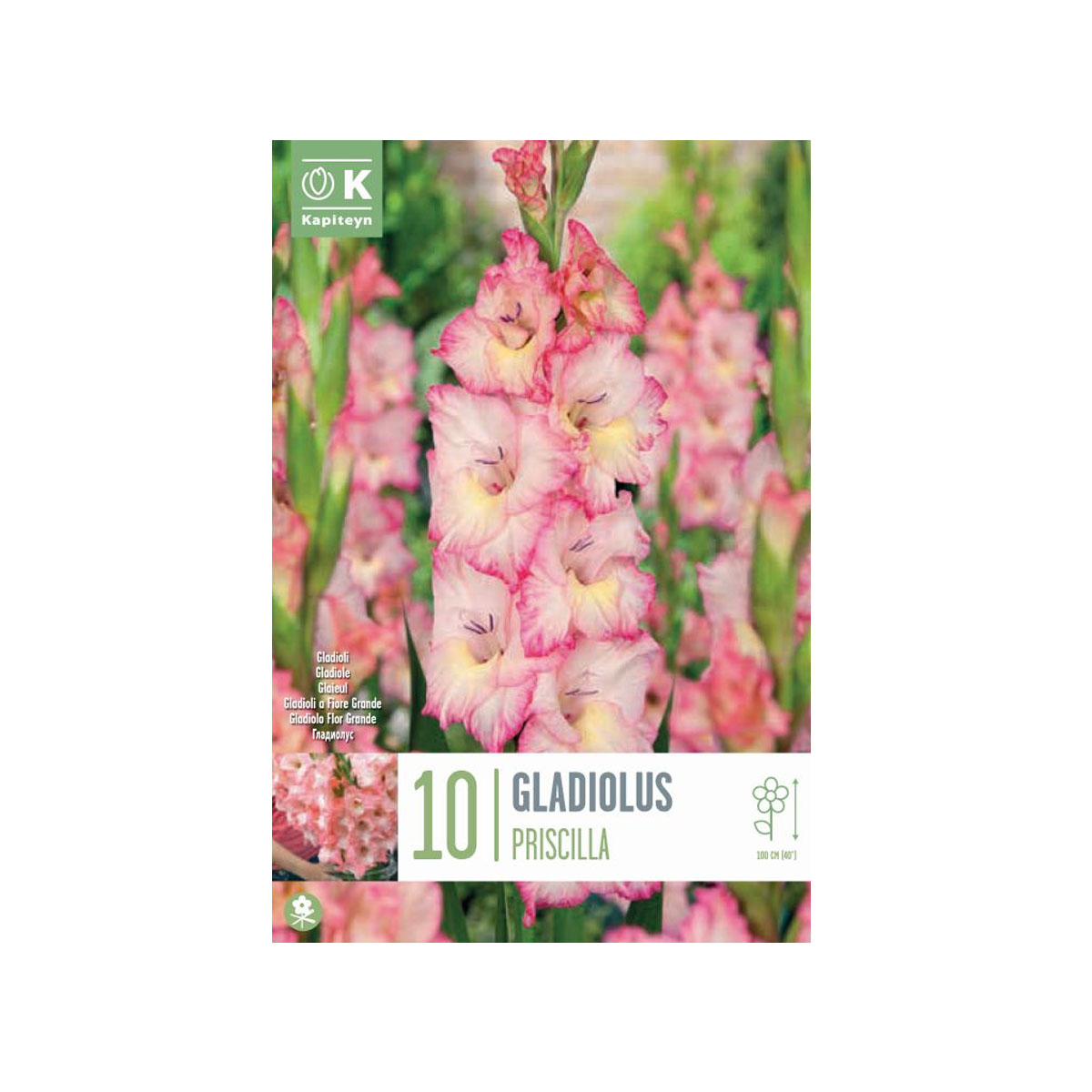 Gladiolus ‘Priscilla’ (10 bulbi)