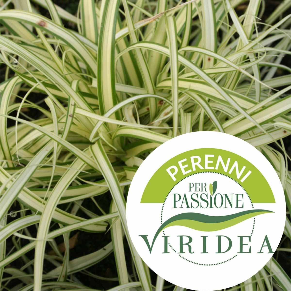 Linea Perenni per Passione – Carex in varietà