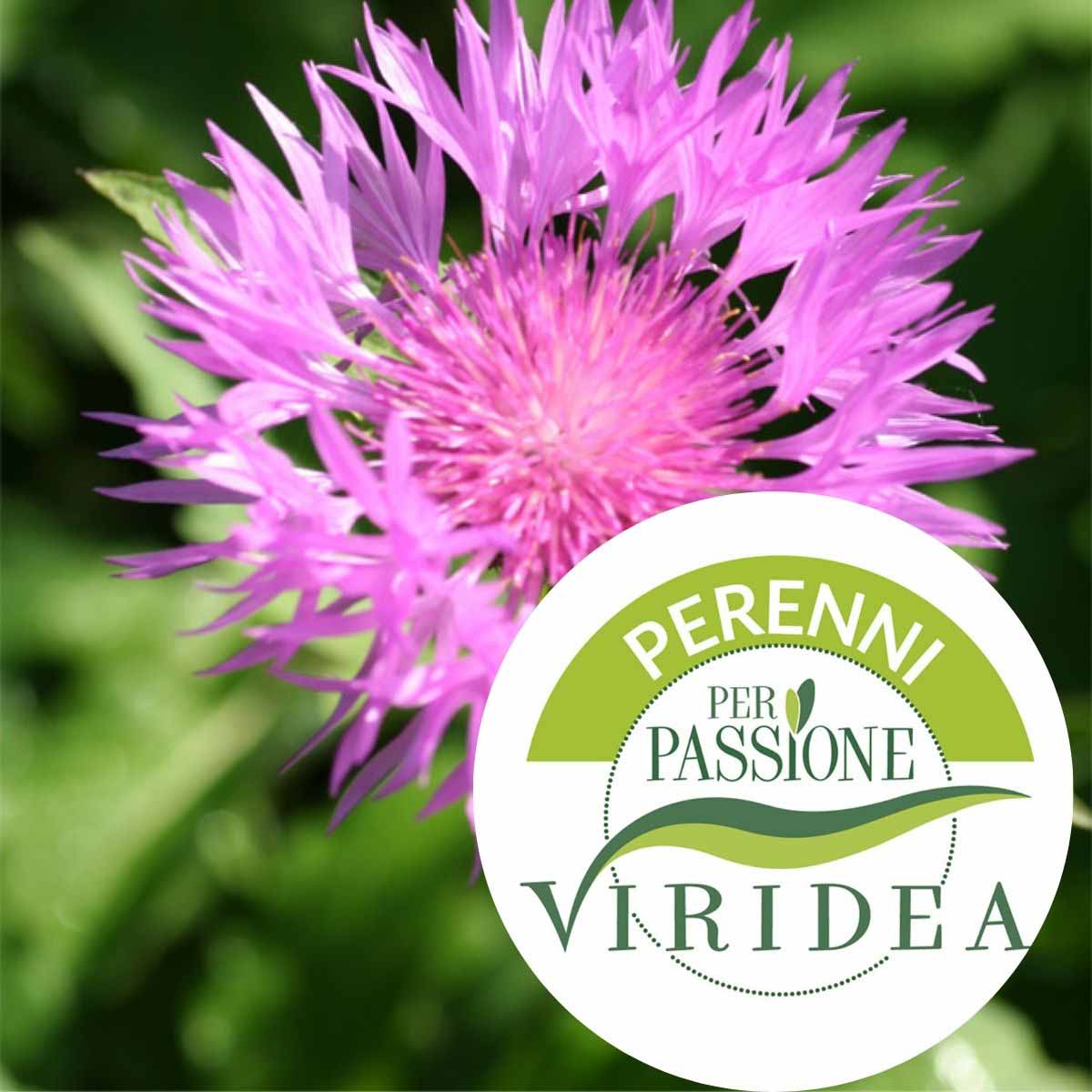 Linea Perenni per Passione – Centaurea in varietà