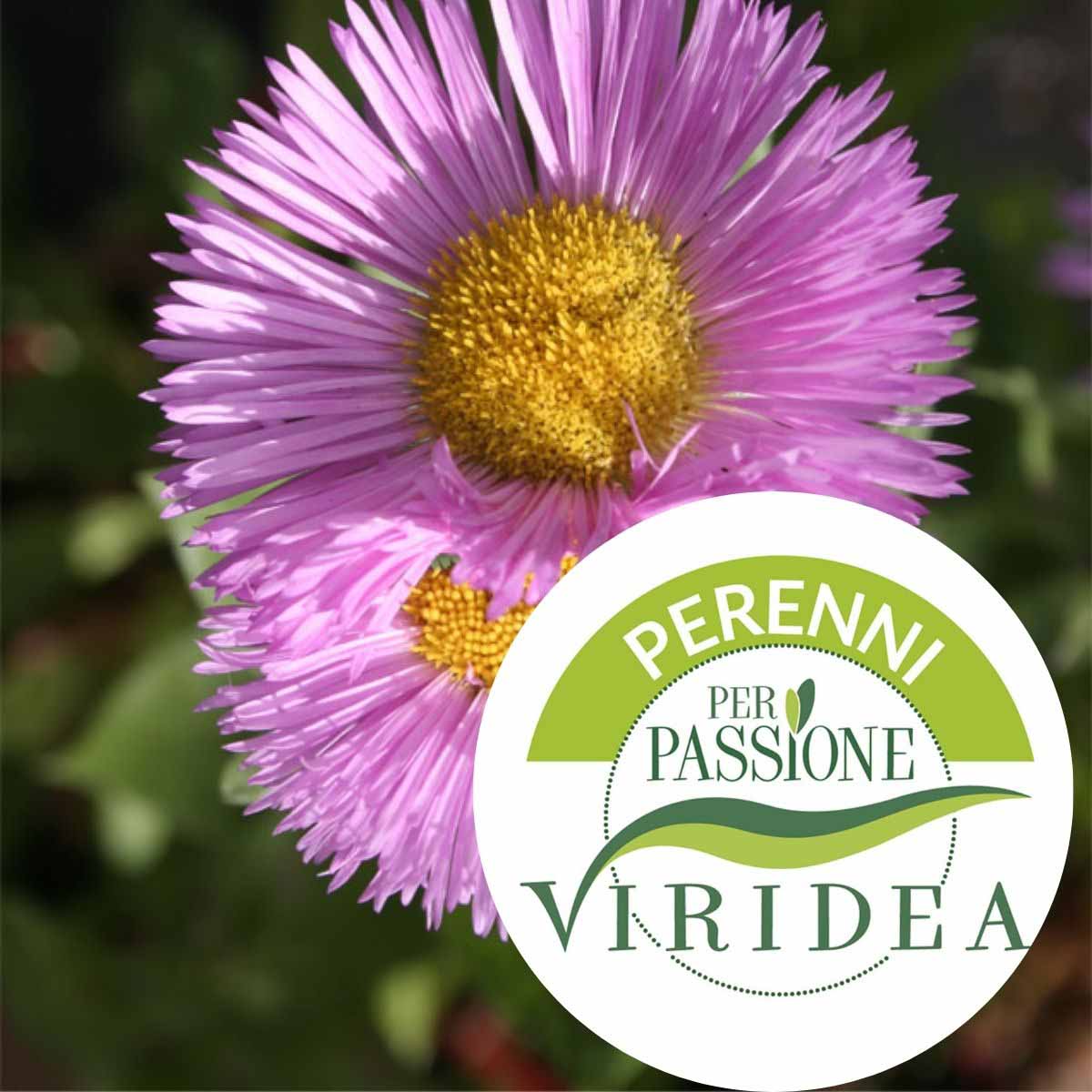 Linea Perenni per Passione – Erigeron in varietà