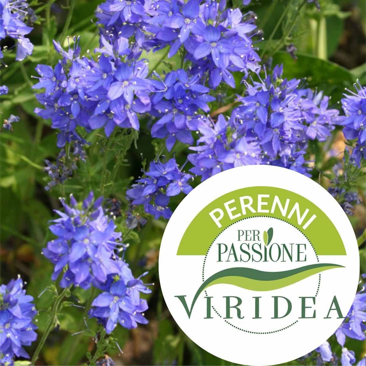 Linea Perenni per Passione – Verbena in varietà
