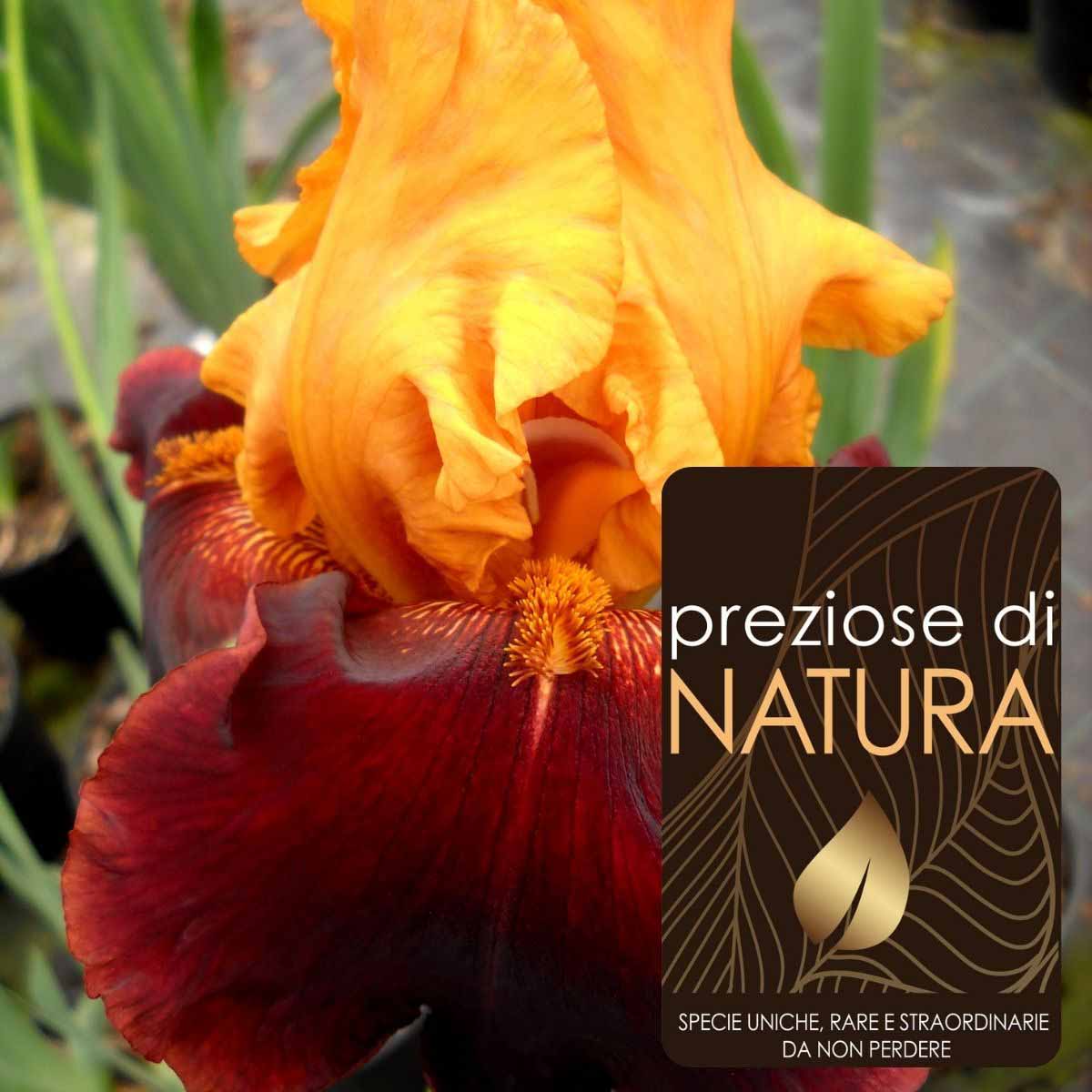 Preziose di Natura – Iris Speciali in varietà