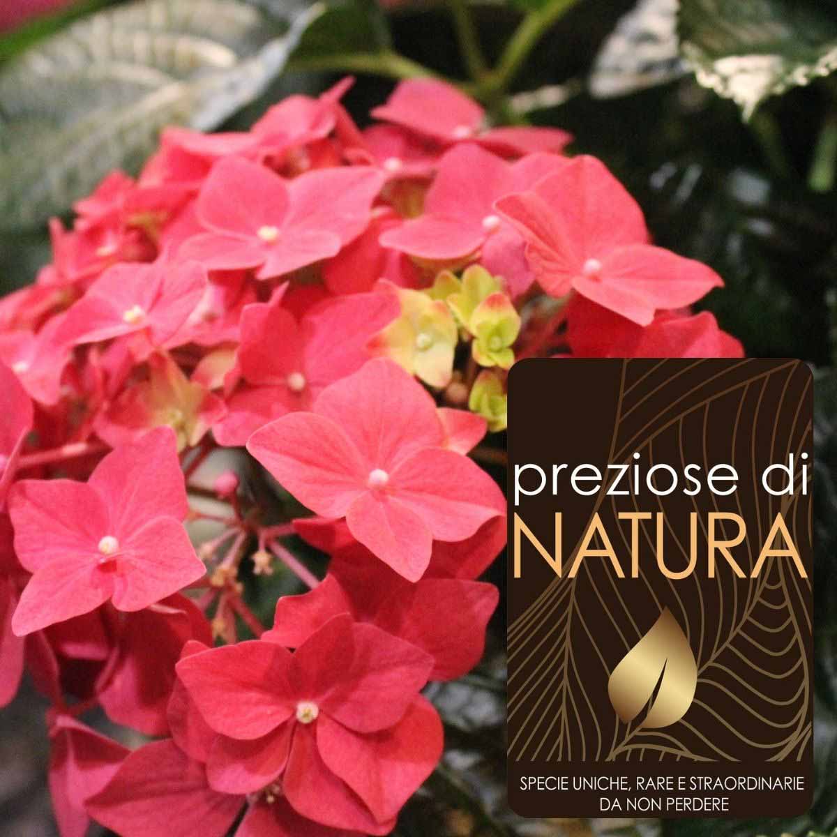 Preziose di Natura – Ortensia Macrophylla “King George”