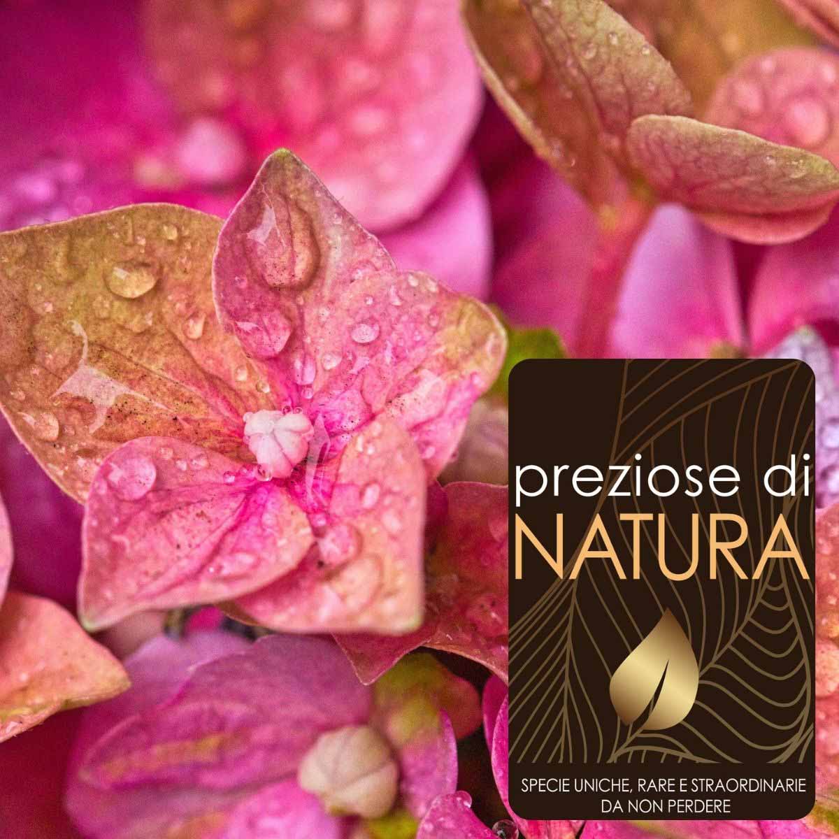 Preziose di Natura – Ortensia Macrophylla “Marvelle”
