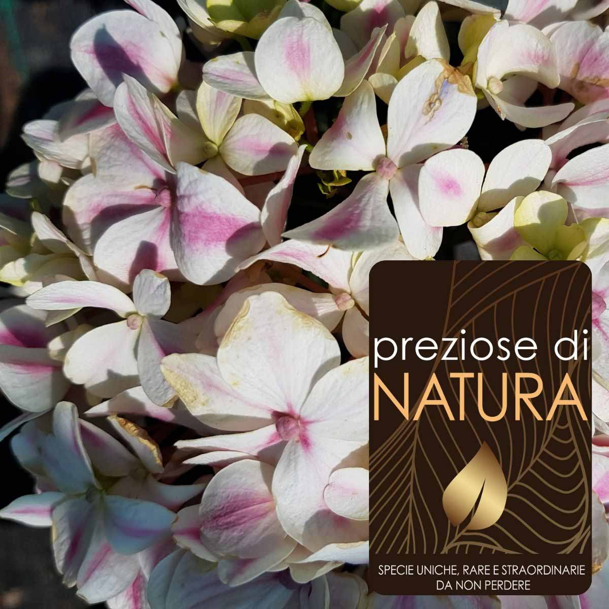 Preziose di Natura – Ortensia Macrophylla “Peppermint Pink”