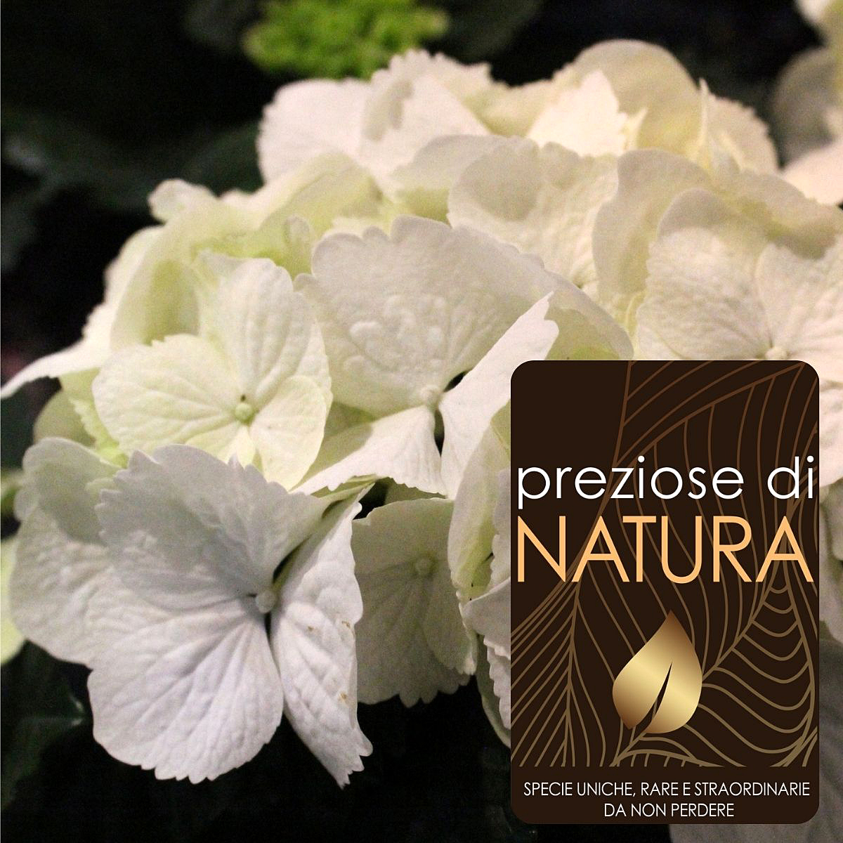 Preziose di Natura – Ortensia Macrophylla “Soeur Therese”