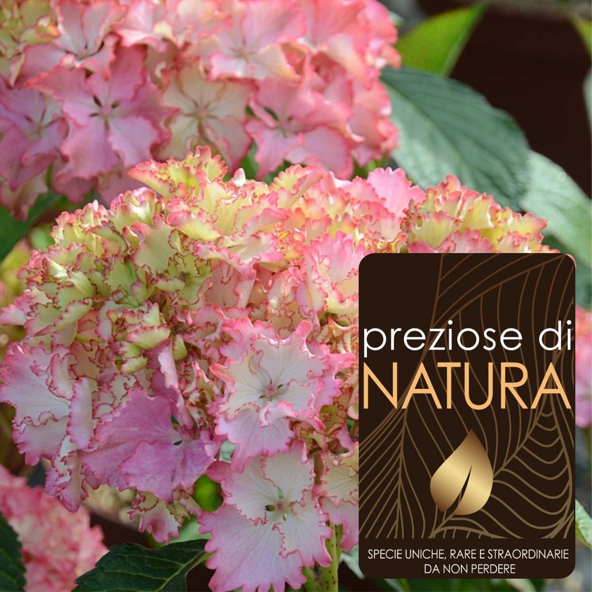 Preziose di Natura – Ortensia Macrophylla So Long “Sunny”