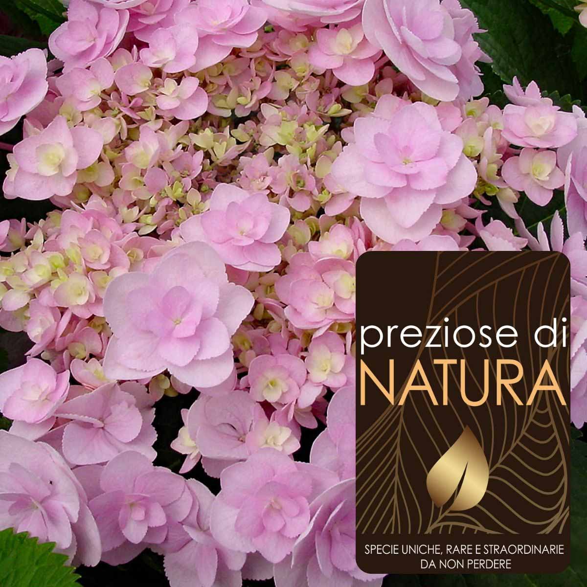 Preziose di Natura – Ortensia Macrophylla YOU & ME “Forever”