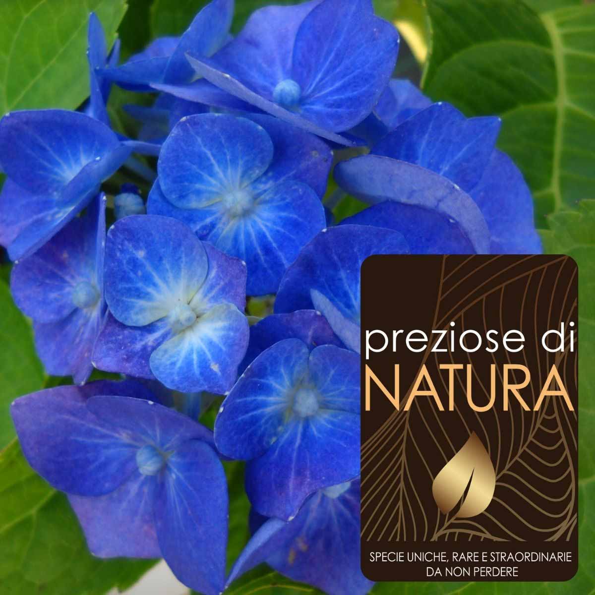 Preziose di Natura – Ortensia Macrophylla “Yola”
