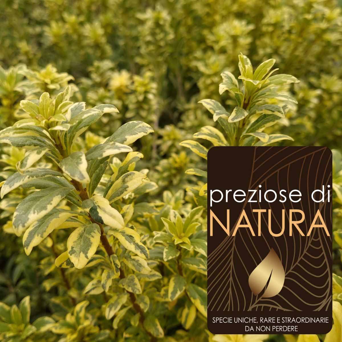 Preziose di Natura – Pittosporum Heterophyllum “Variegato”