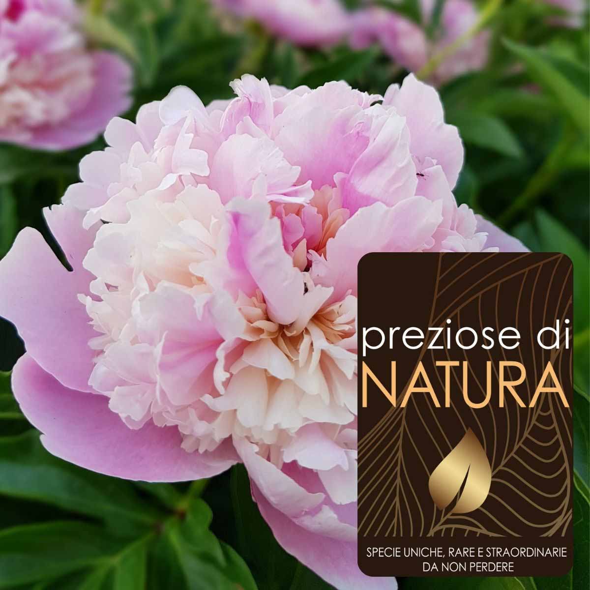 Preziose di Natura – Paeonie “Incanti di Geisha” in varietà