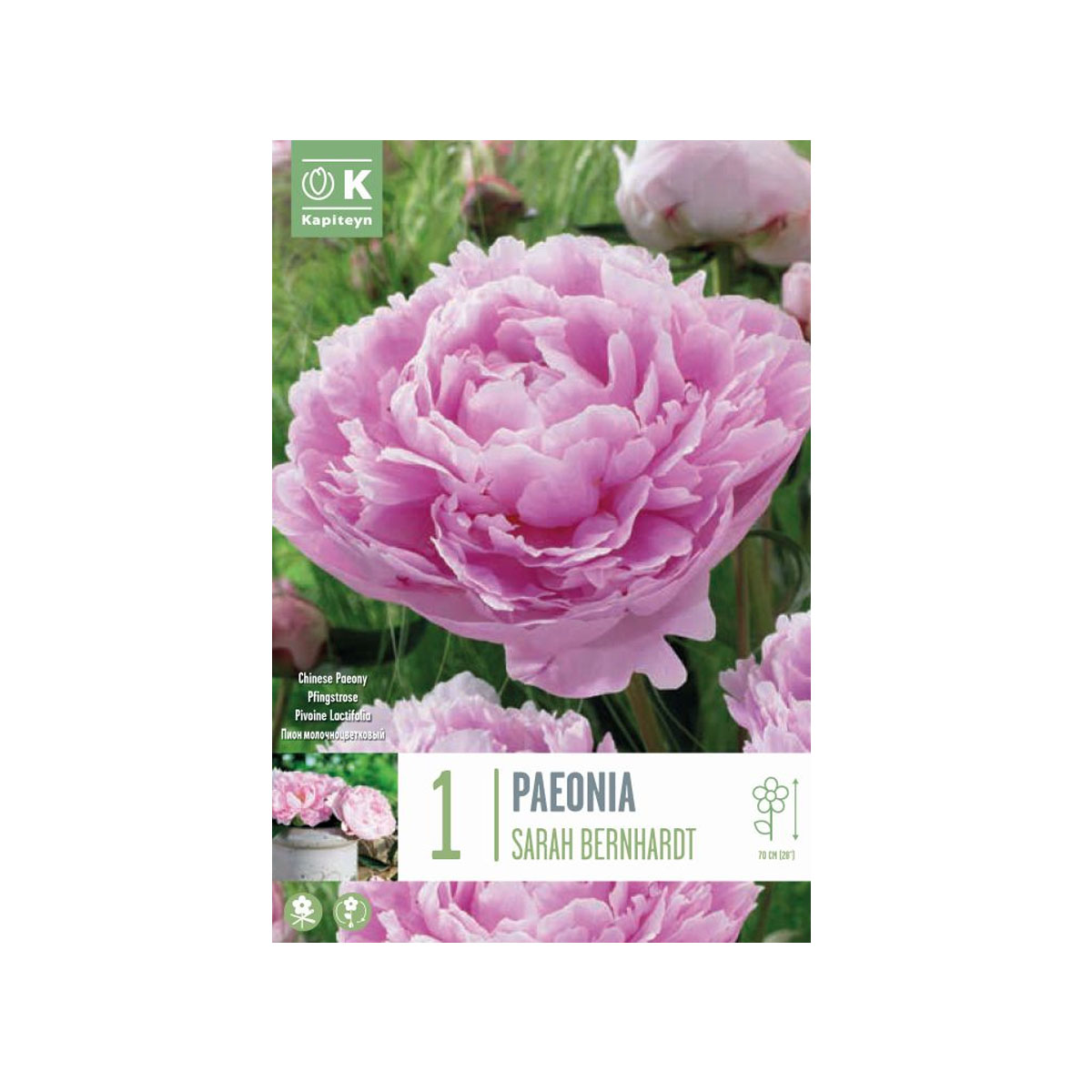 Paeonia lactiflora ‘Sarah Bernhardt’ (1 rizoma)