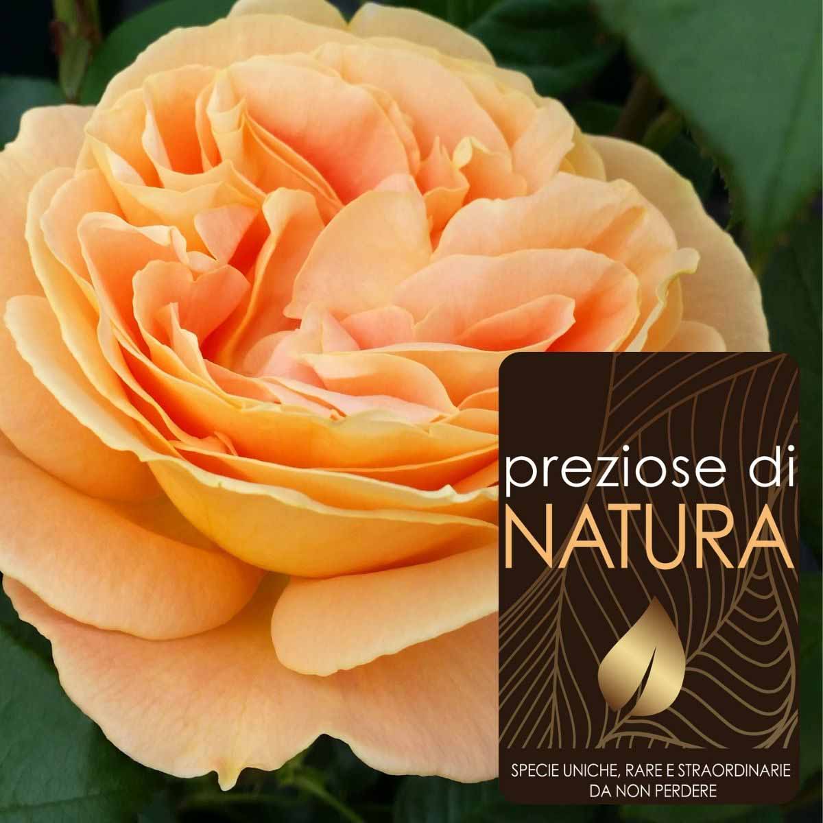 Preziose di Natura – Rose Nostalgiche in varietà