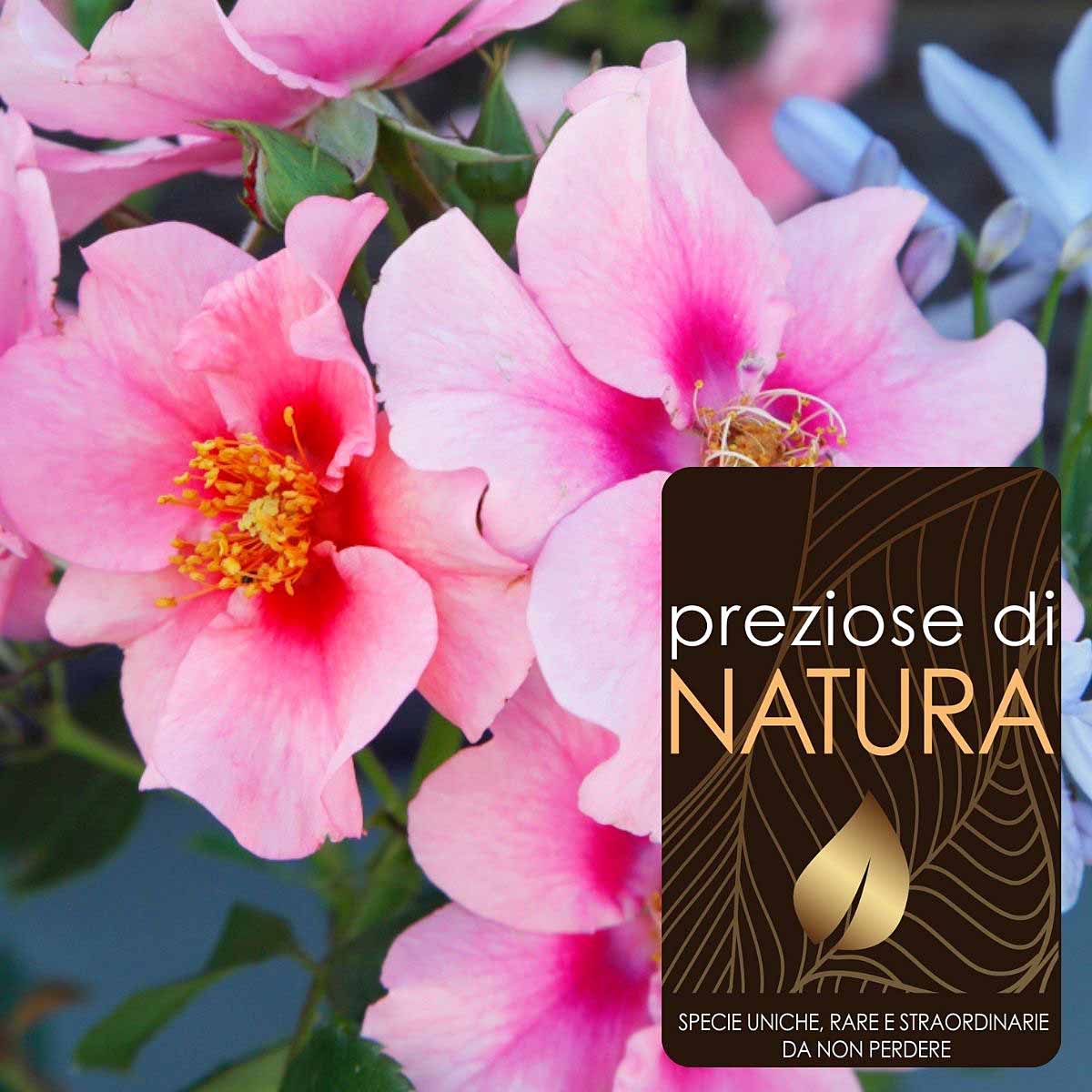 Preziose di Natura – Rose Persica See You in varietà