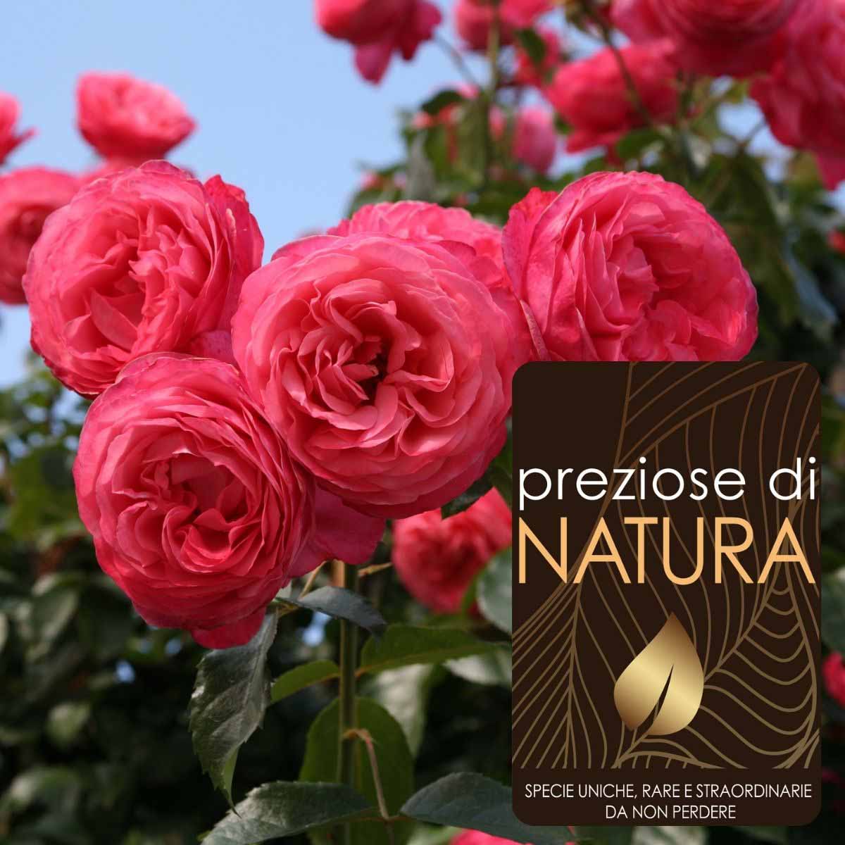 Preziose di Natura – Rose Rampicanti a spalliera in varietà