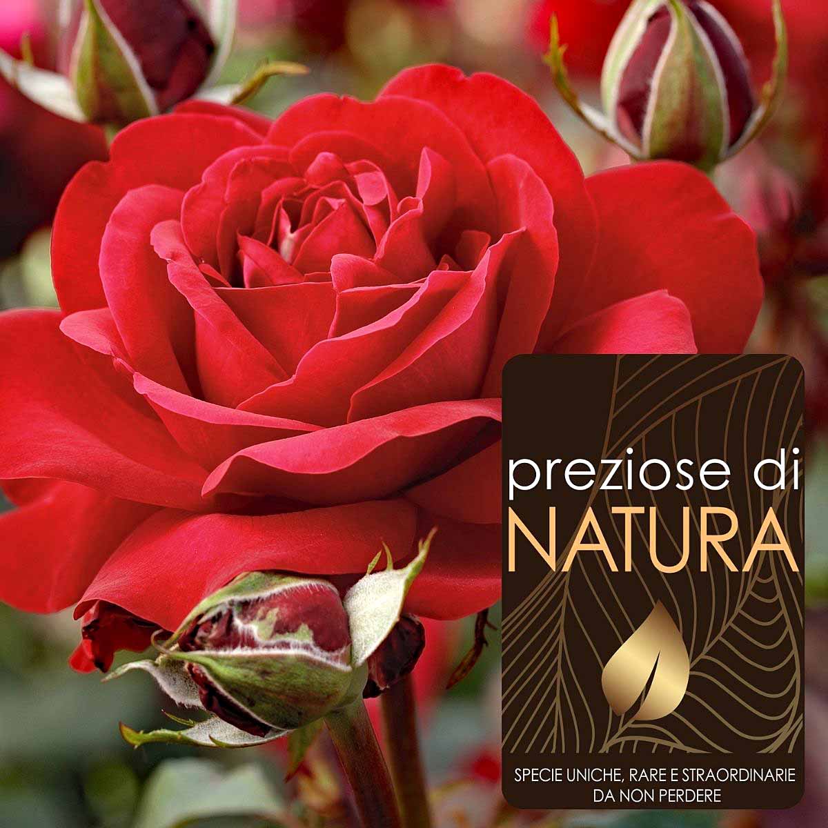 Preziose di Natura – Rose Tantau a grandi fiori in varietà