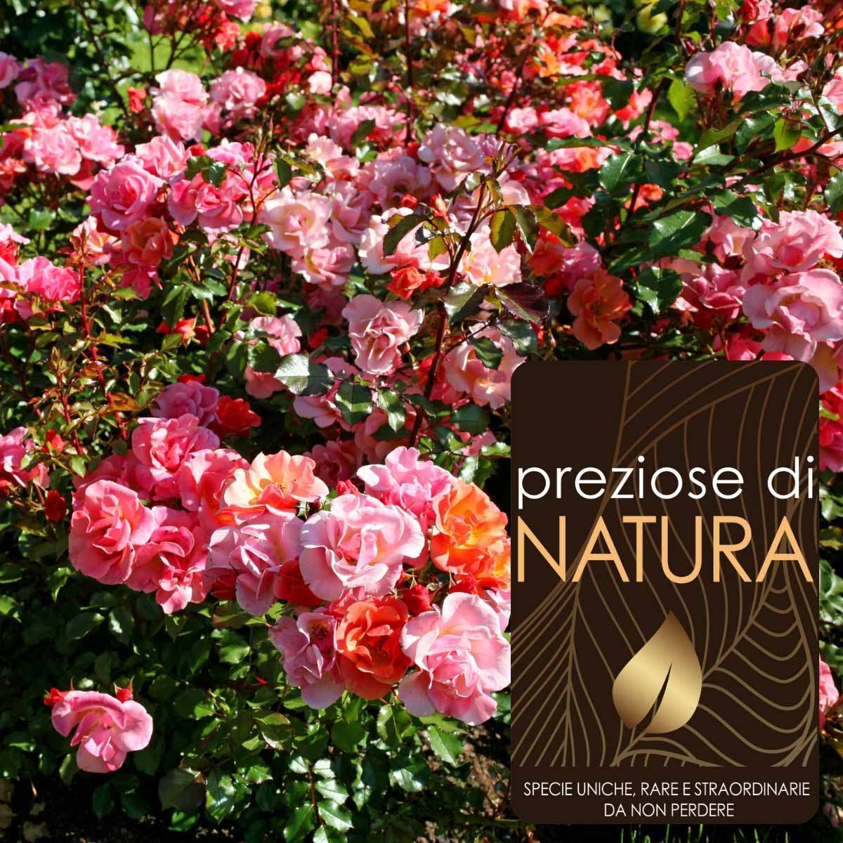 Preziose di Natura – Rose Tapezzanti in varietà