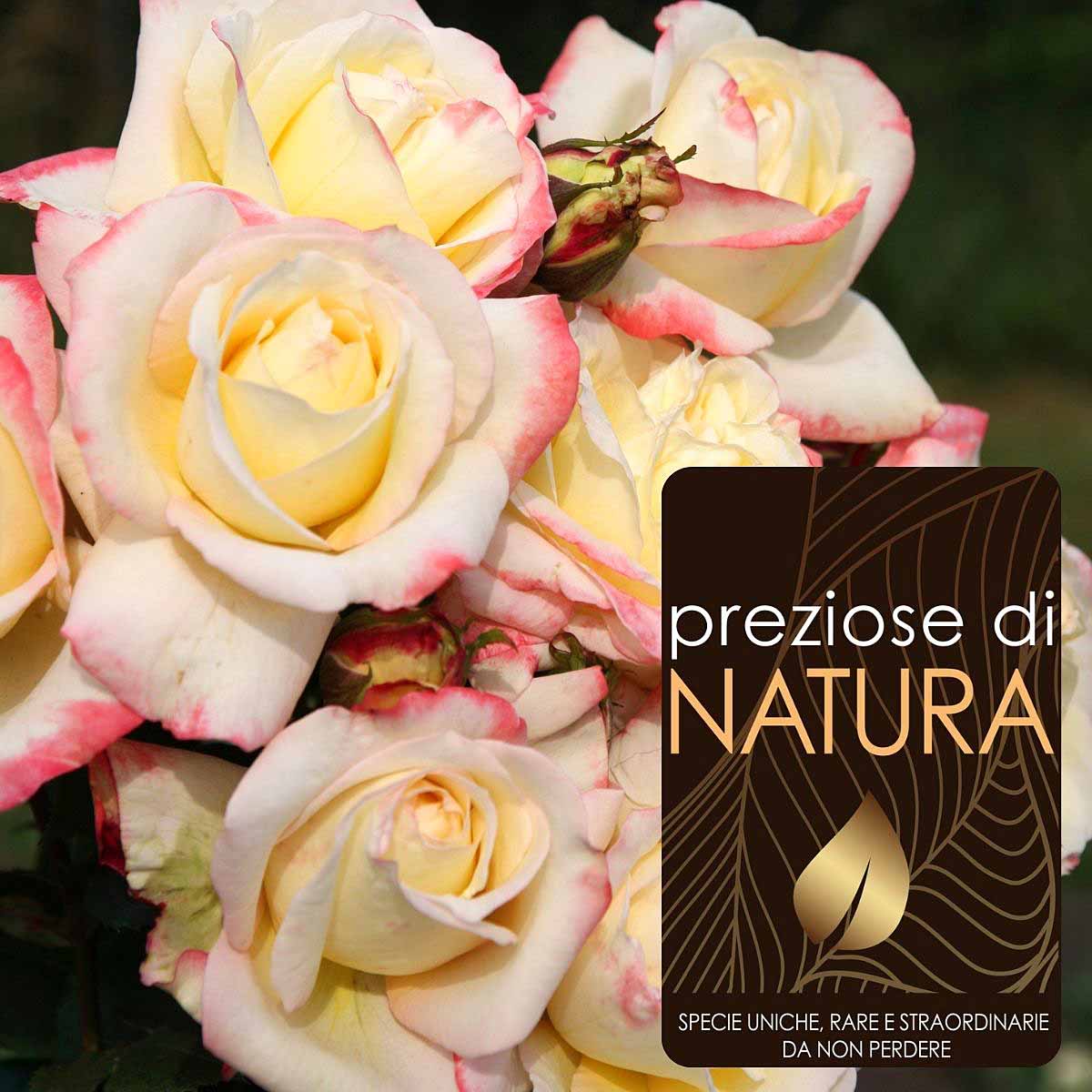 Preziose di Natura – Rose a grandi fiori Kordes in varietà