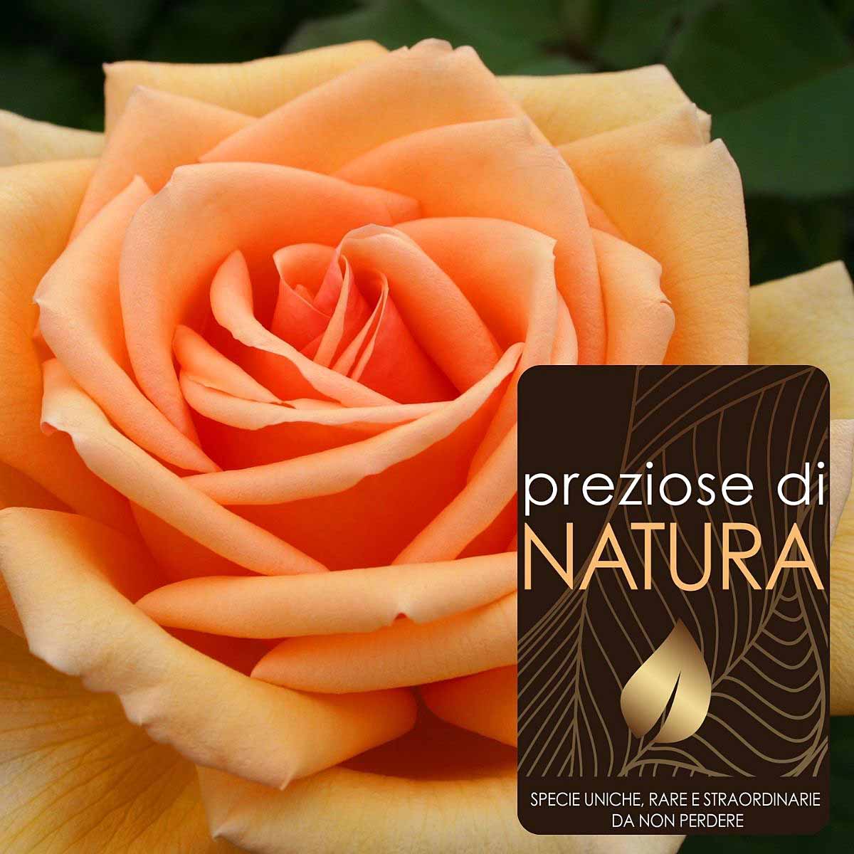 Preziose di Natura – Rose a grandi fiori Meilland in varietà