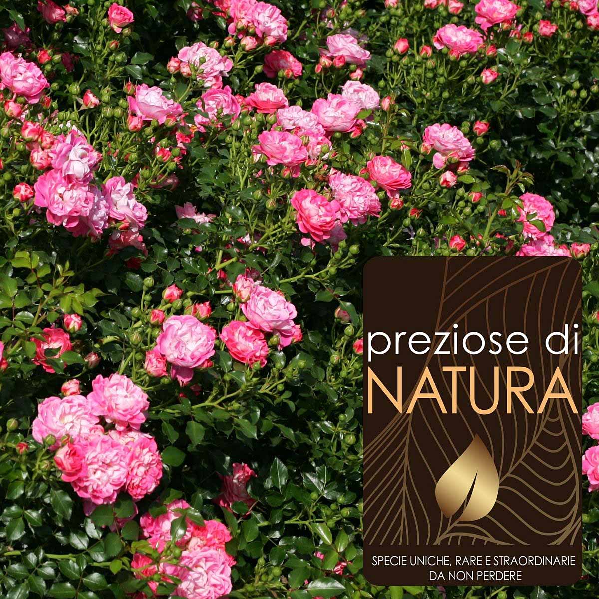Preziose di Natura – Rose da balcone in varietà