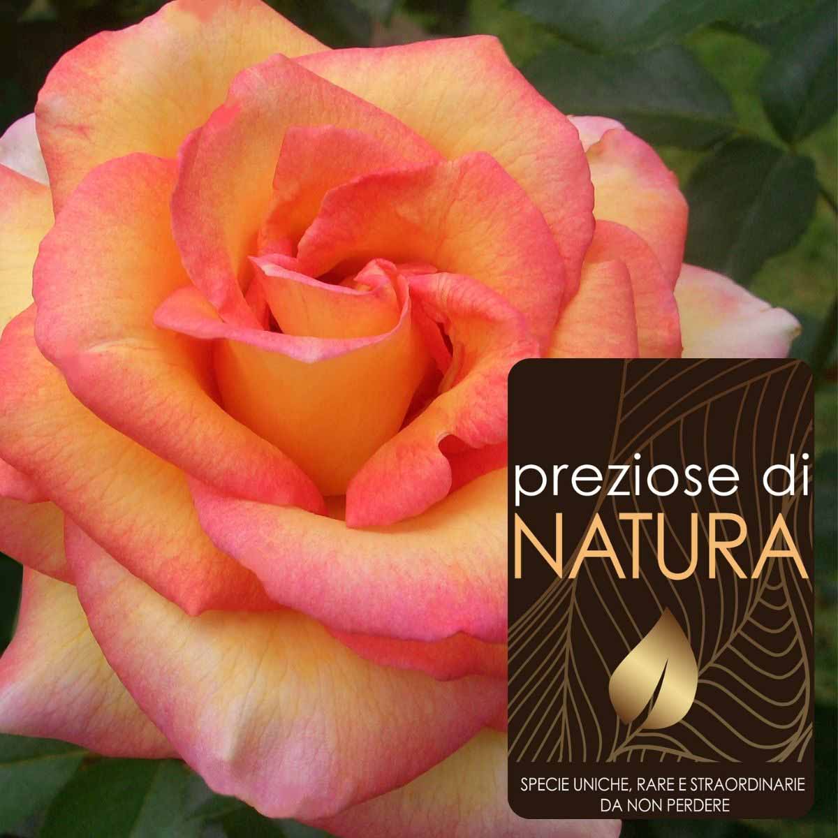 Preziose di Natura – Rose profumate in varietà