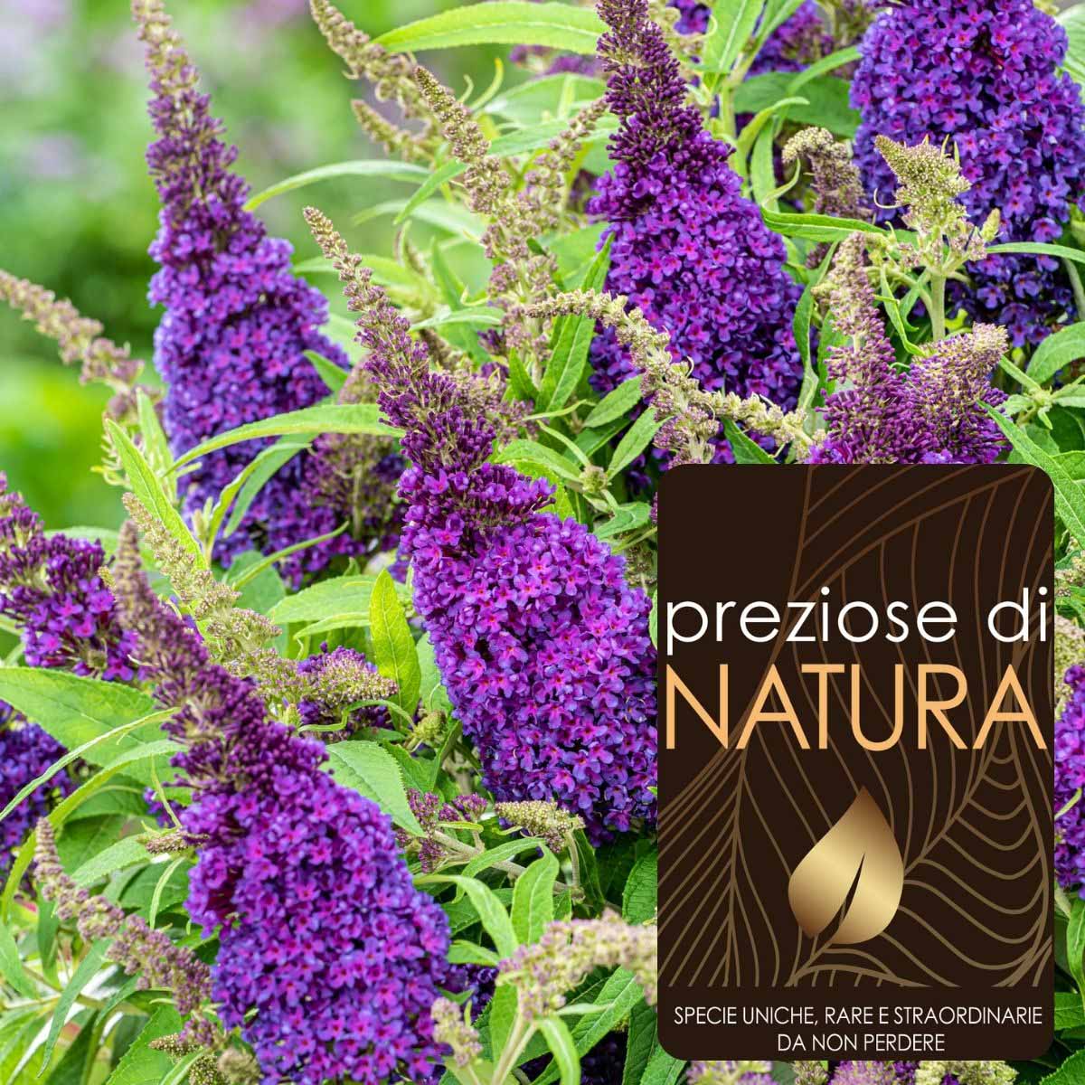Preziose di Natura – Buddleja Davidii Butterfly Candy Little Purple