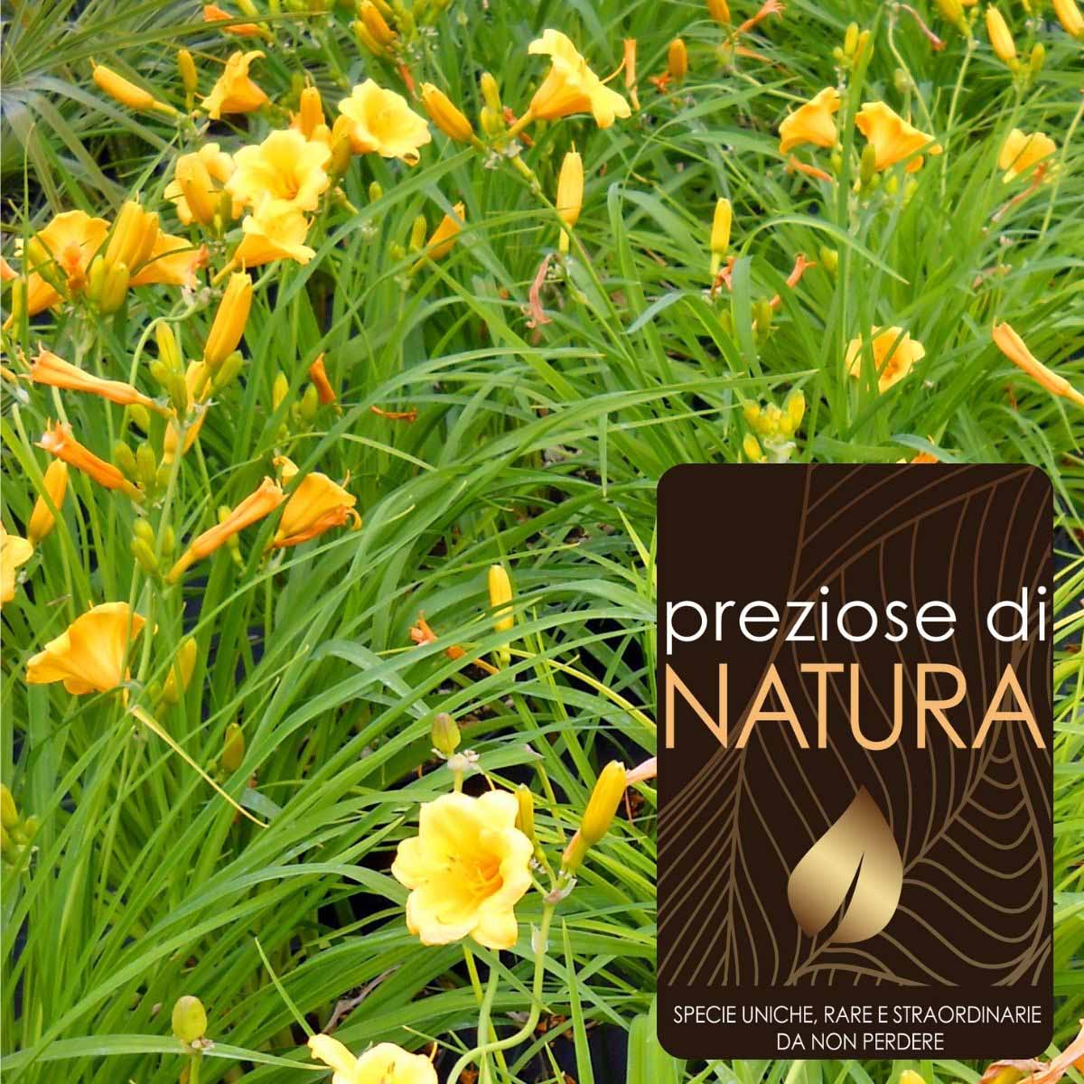 Preziose di Natura – Hemerocallis Stella di Oro