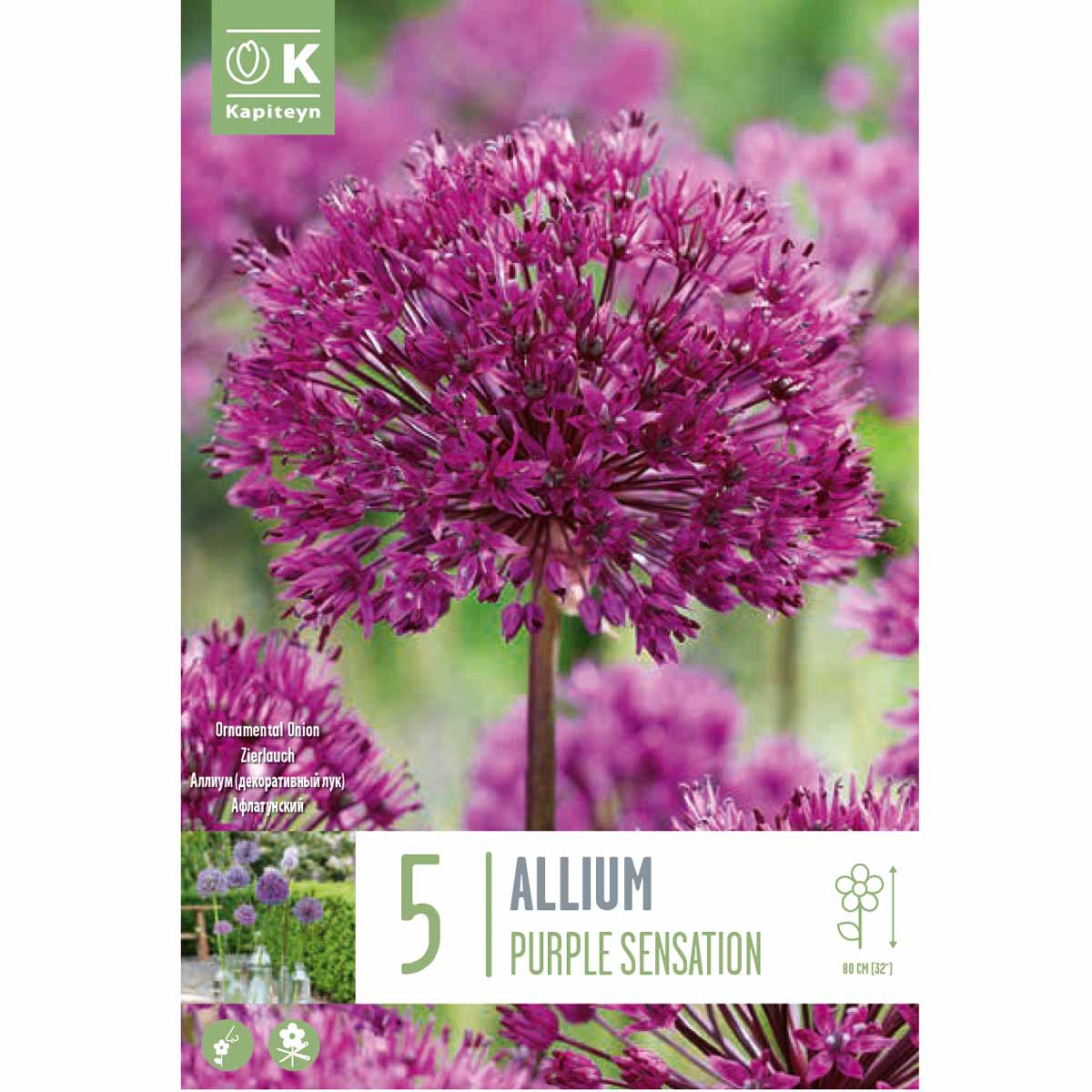 Kapiteyn Allium Aflatunense Purple Sensation 5 bulbi